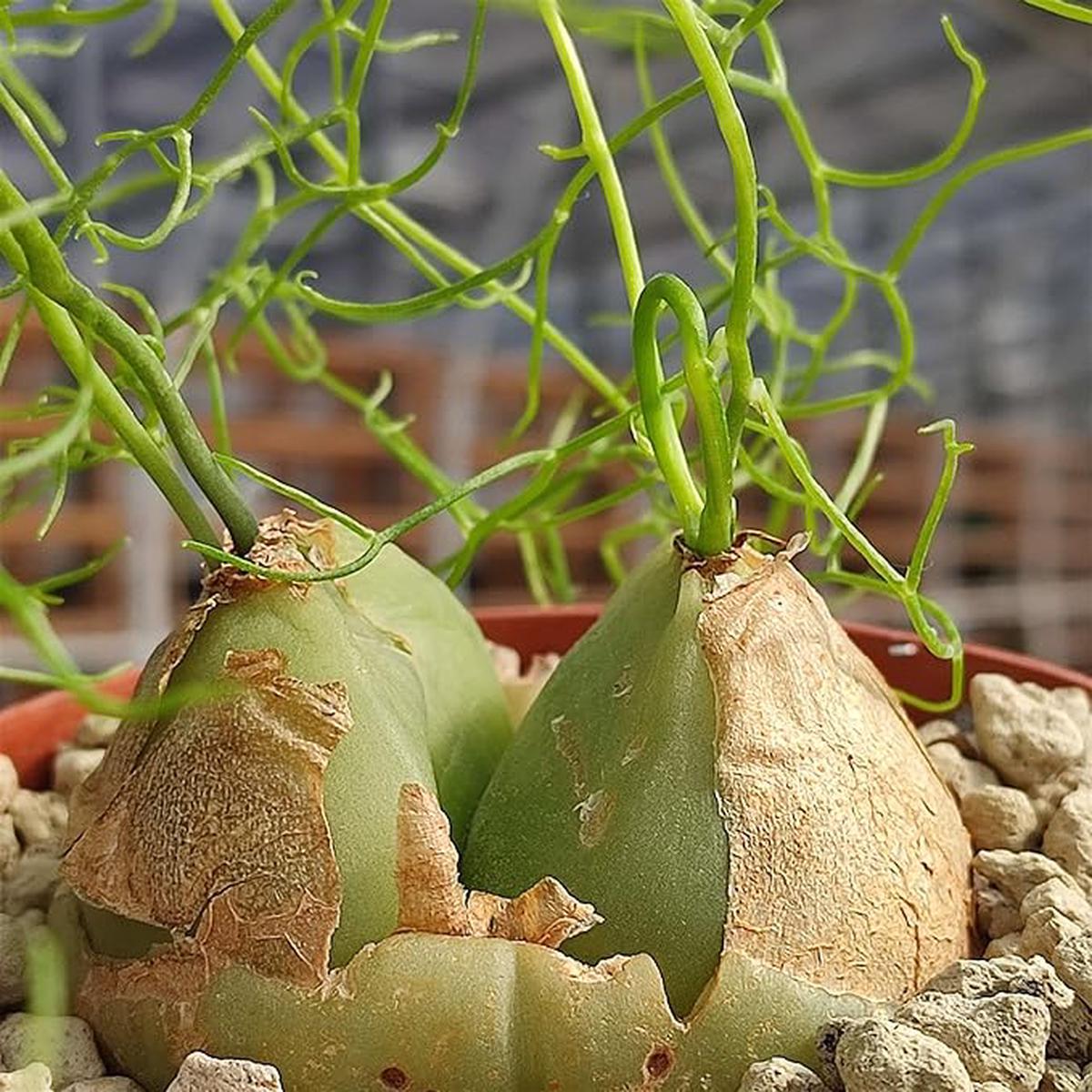 Bowiea Volubilis Seeds for Planting Heirloom, Non-GMO, Rare Climbing Succulent High Germination