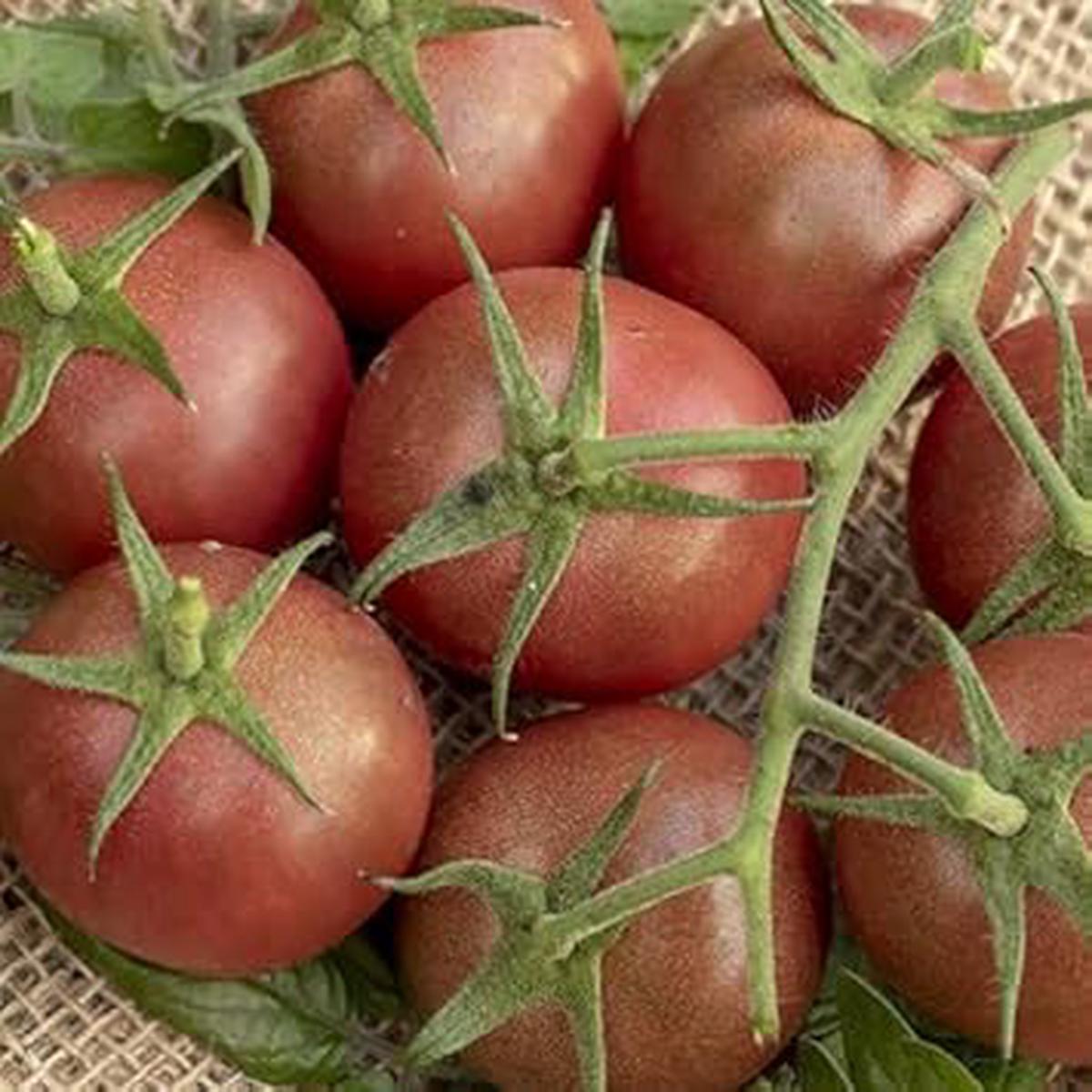Brown Tomato Seeds for Planting Heirloom, Non-GMO, High Germination Organic Garden Seeds for Rich Flavor & High Yields
