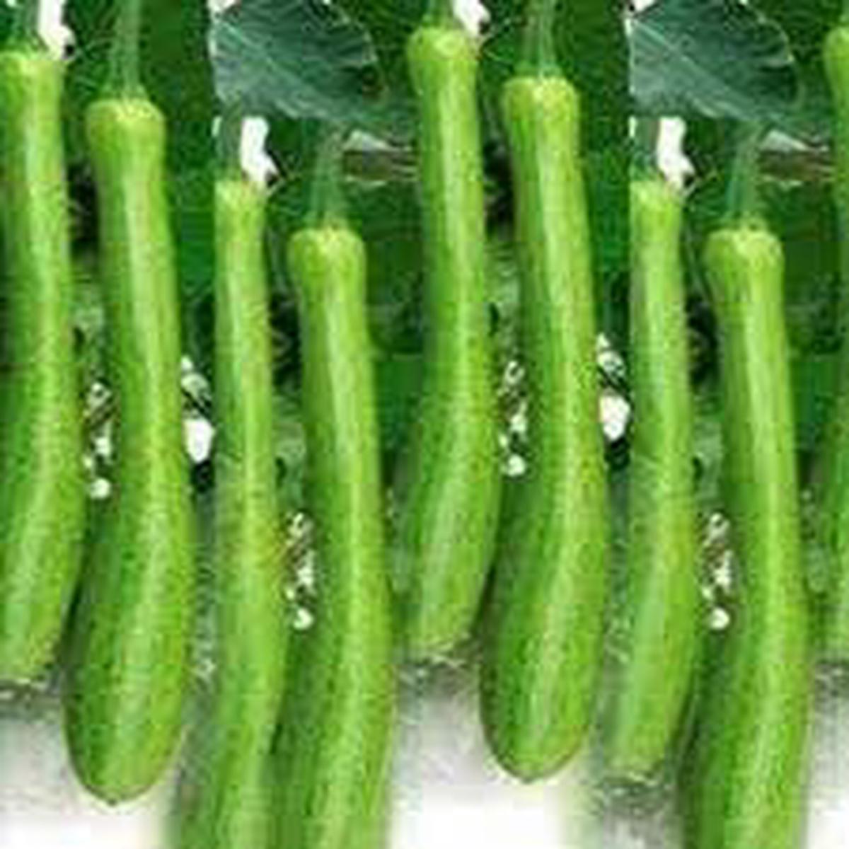 Dicotyledons Melon fruit seeds for planting Heirloom & Non-GMO Garden seeds