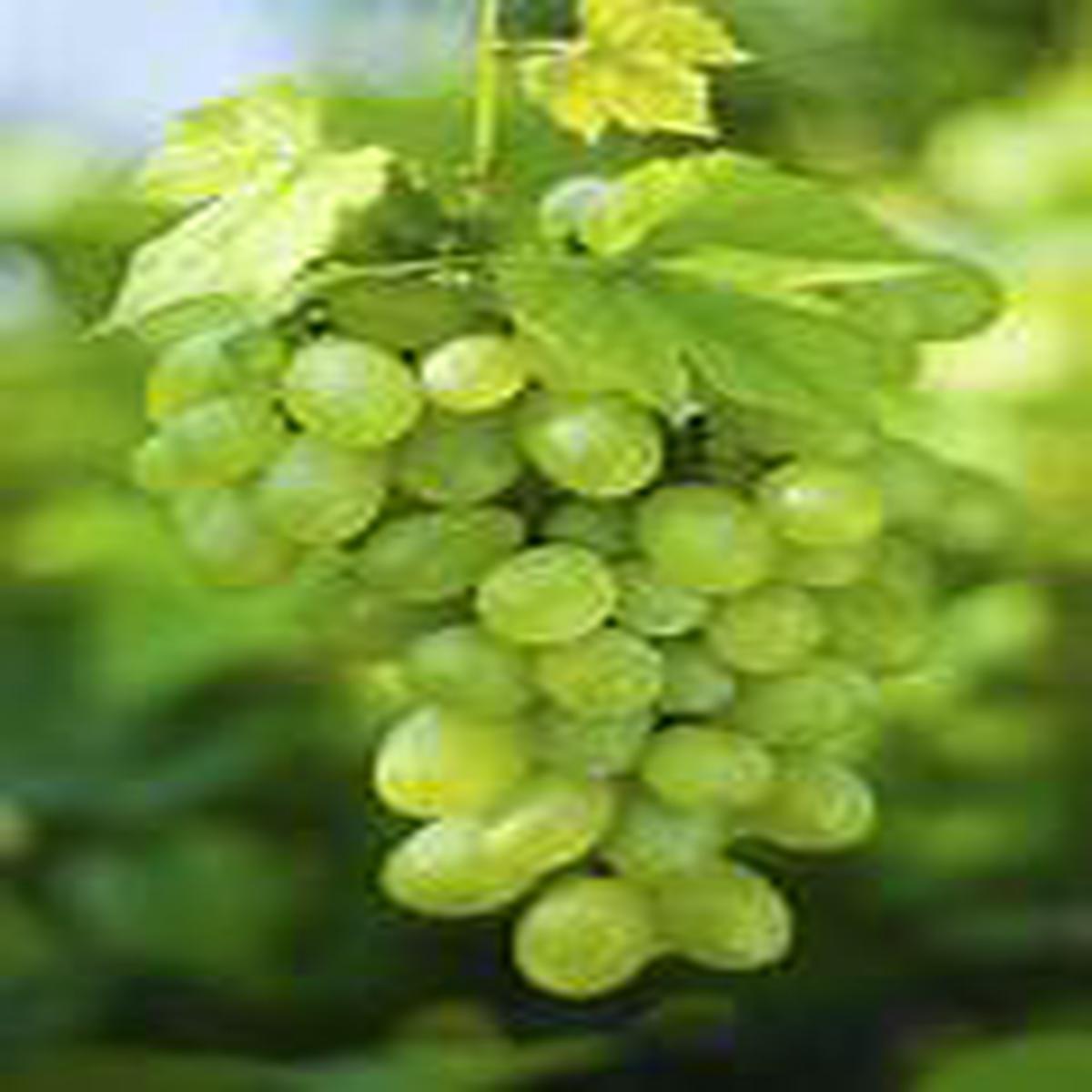 Green Grape fruit seeds for planting - Heirloom & Non-GMO home vineyard garden seeds