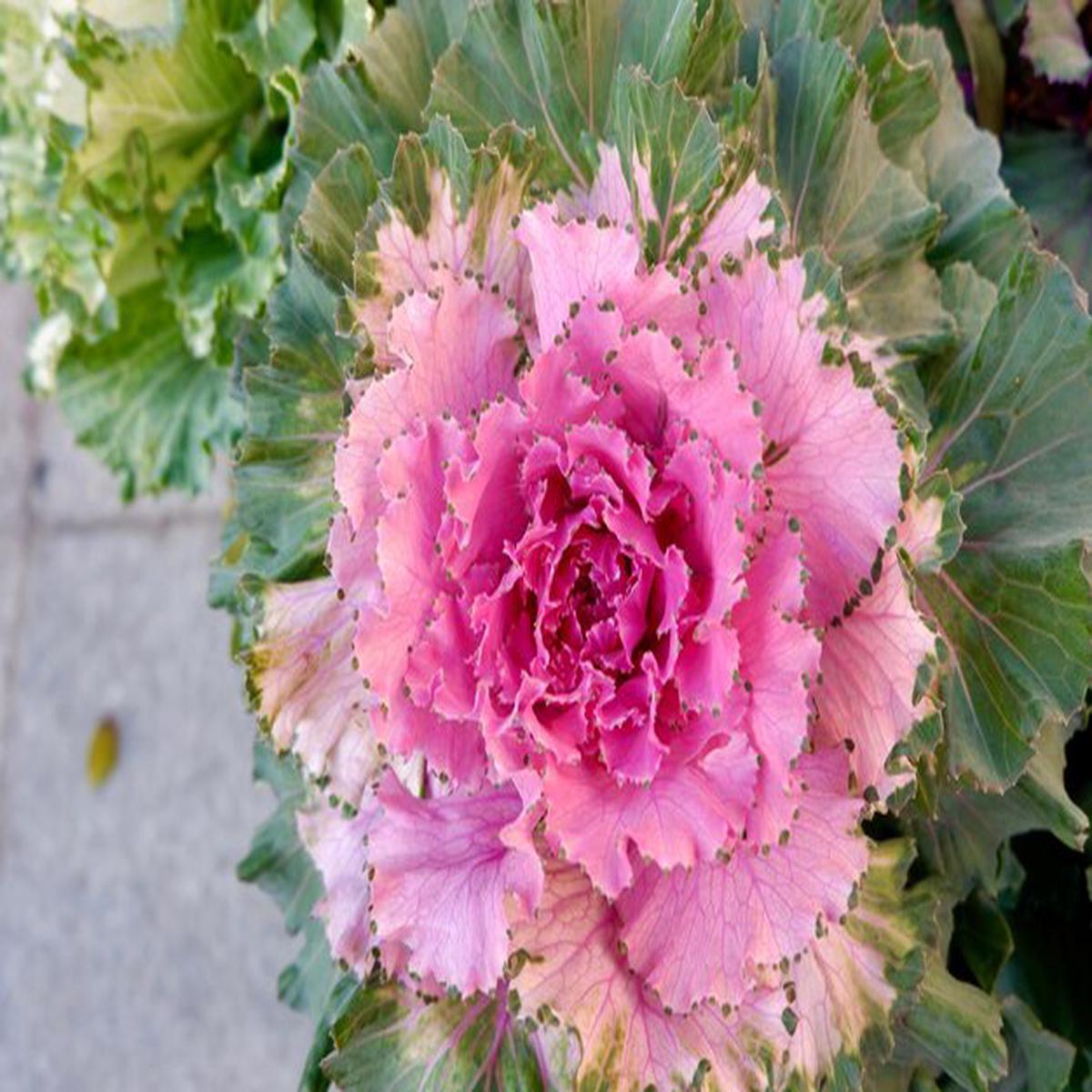 Light Pink Brassica Oleracea Flower Seeds for Planting Heirloom, Non-GMO, High Germination