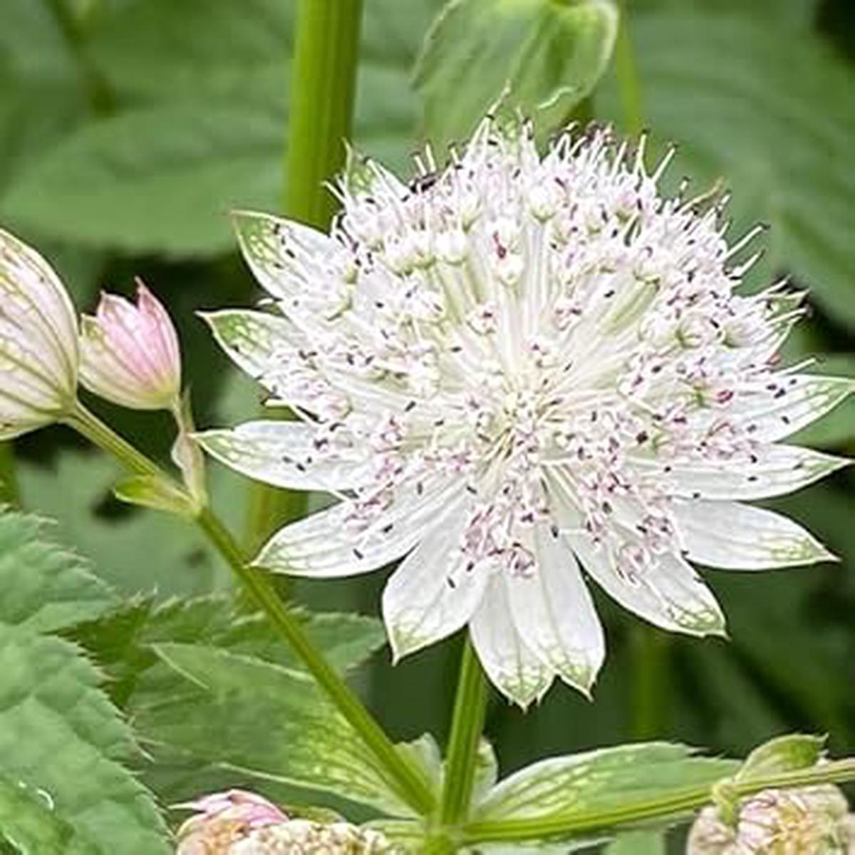 Masterwort Flower Seeds for Planting Heirloom, Non-GMO, High Germination Organic Garden Seeds