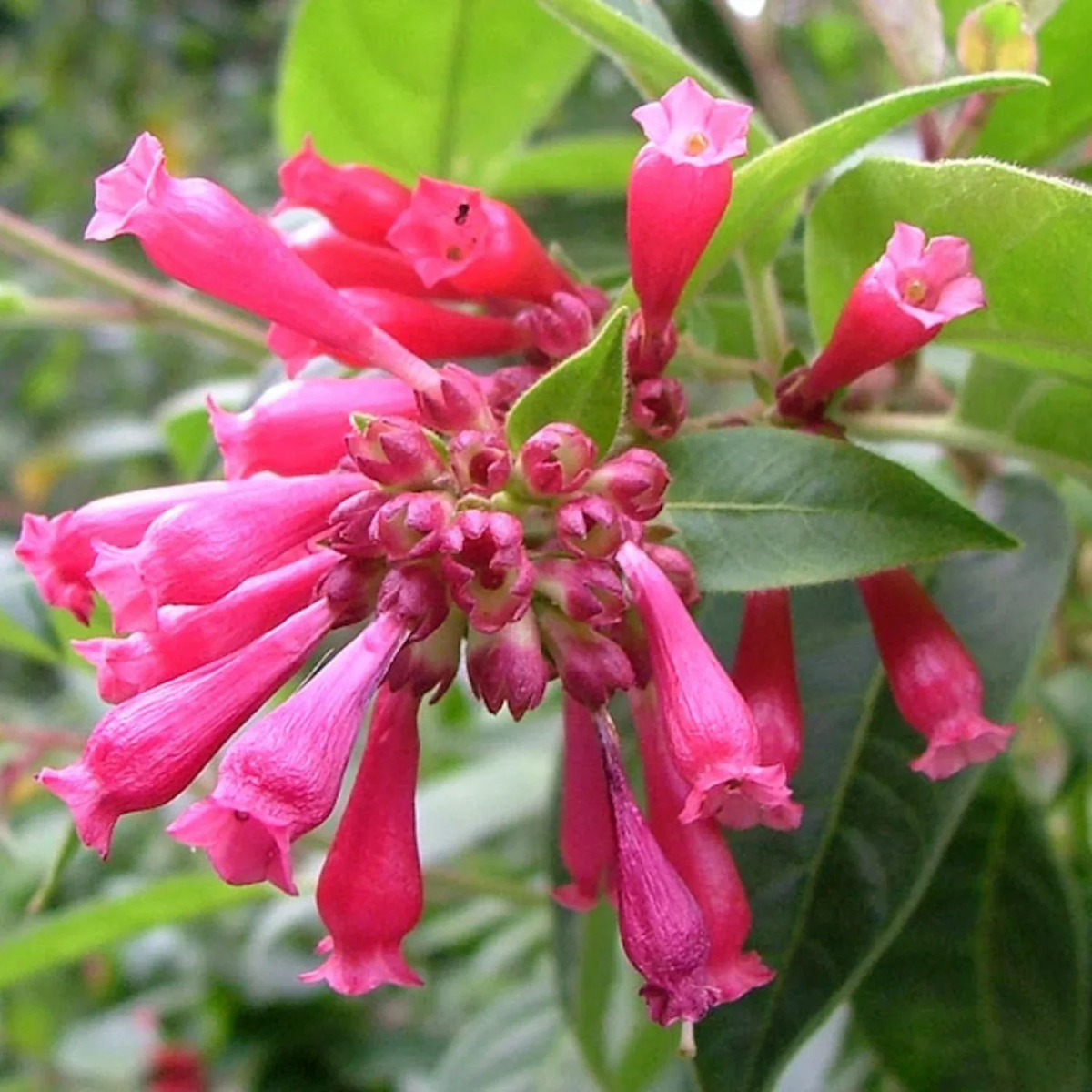 Pink Cestrum Elegans Flower Seeds for Planting Heirloom, Non-GMO, High Germination Garden Seeds