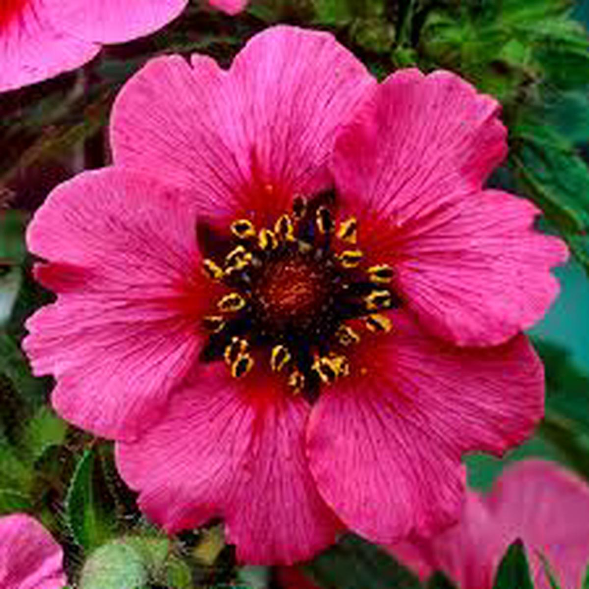 Pink Miss Willmott Flower Seeds for Planting Low Maintenance, Heirloom & Non-GMO Seeds for Home Garden, 100pcs