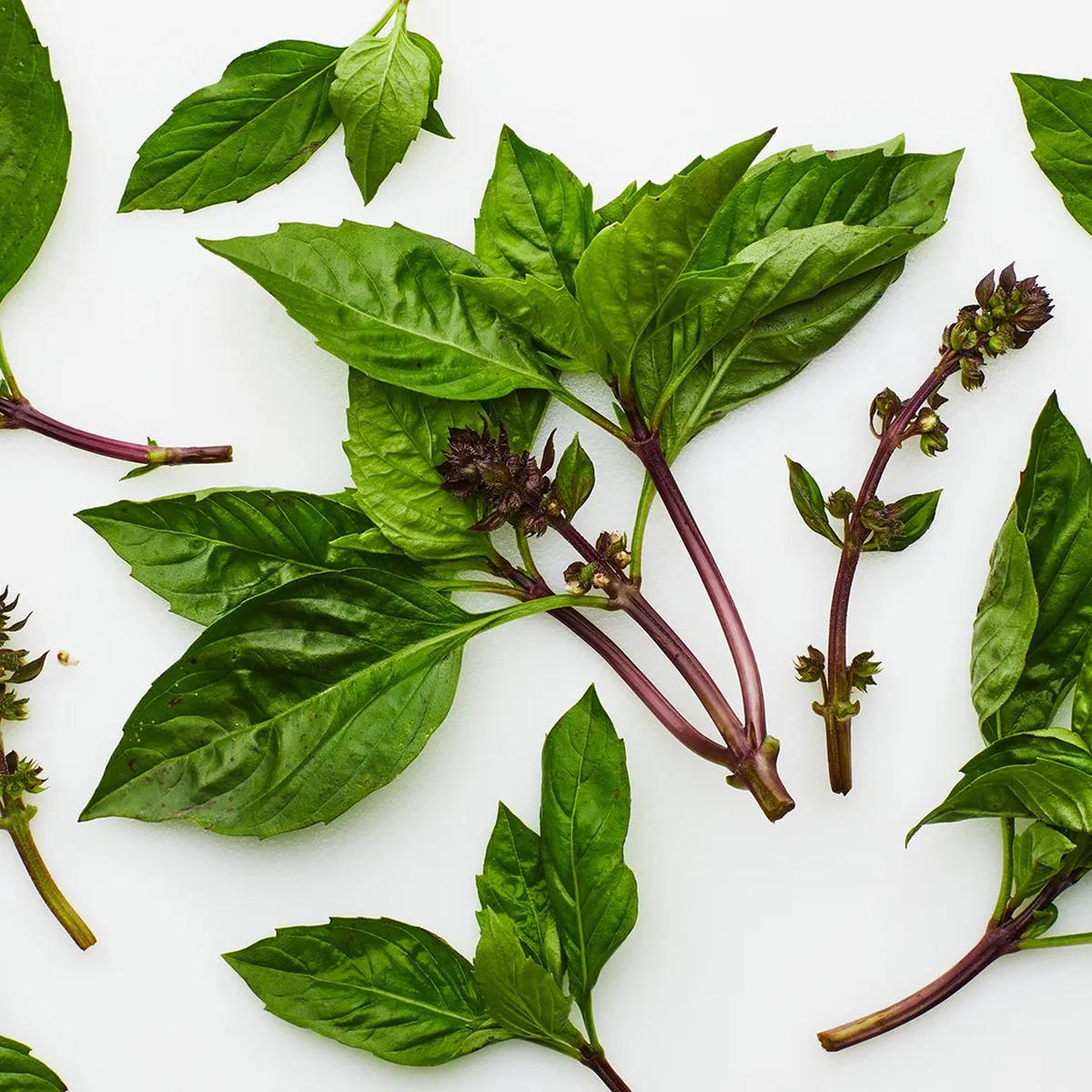 Thai Basil Herb Seeds for Planting Heirloom, Non-GMO, High Germination Organic Garden Seeds for Culinary Use