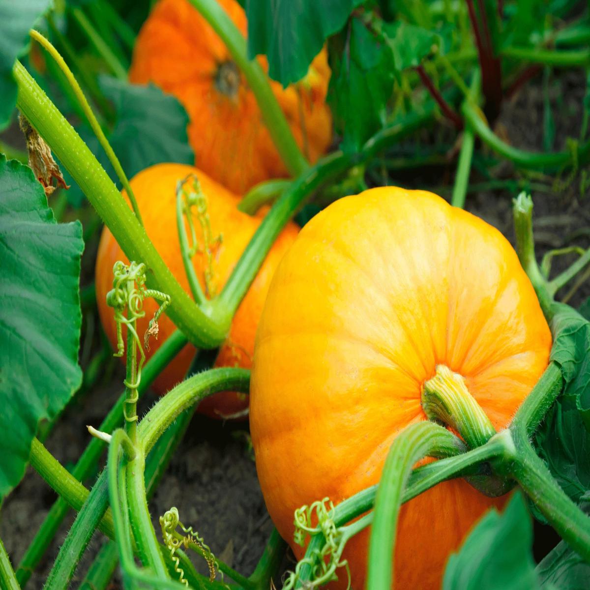 Yellow Jamaican Pumpkin Vegetable Seeds for Planting Heirloom, Non-GMO Vegetable Seeds