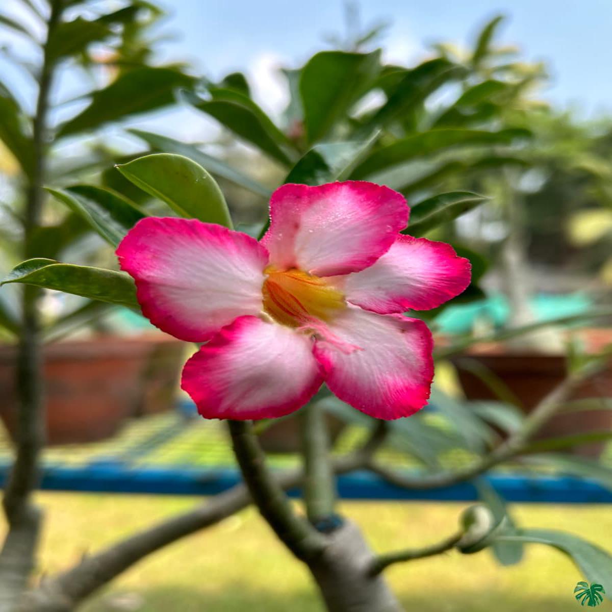 Adenium Flower Seeds for Planting  Cut Flower Favorite Heirloom Non-GMO Organic Garden Seeds