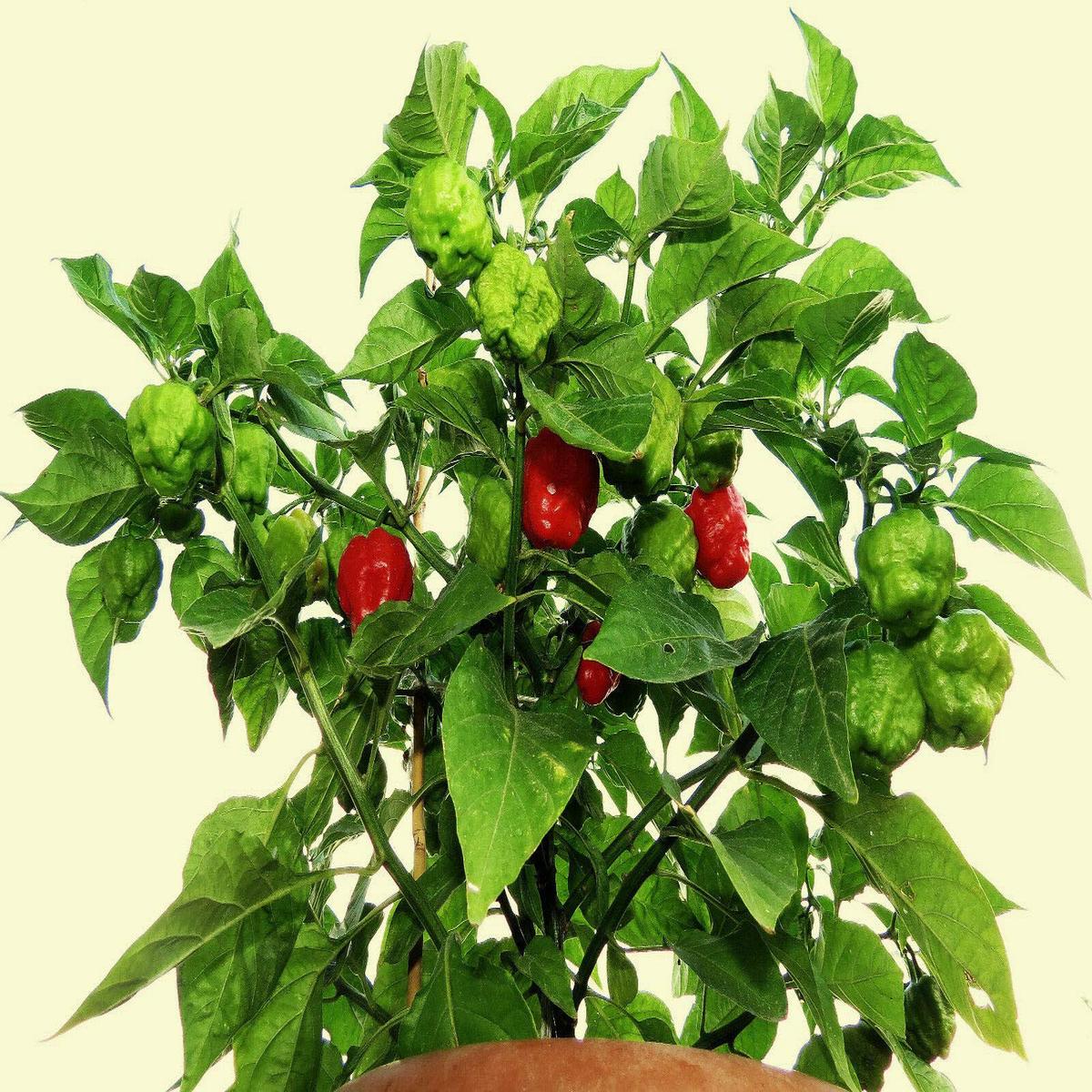 Aji Dulce Cachucha Pepper Seeds for Planting  Heirloom, Non-GMO, Sweet Caribbean  High Germination