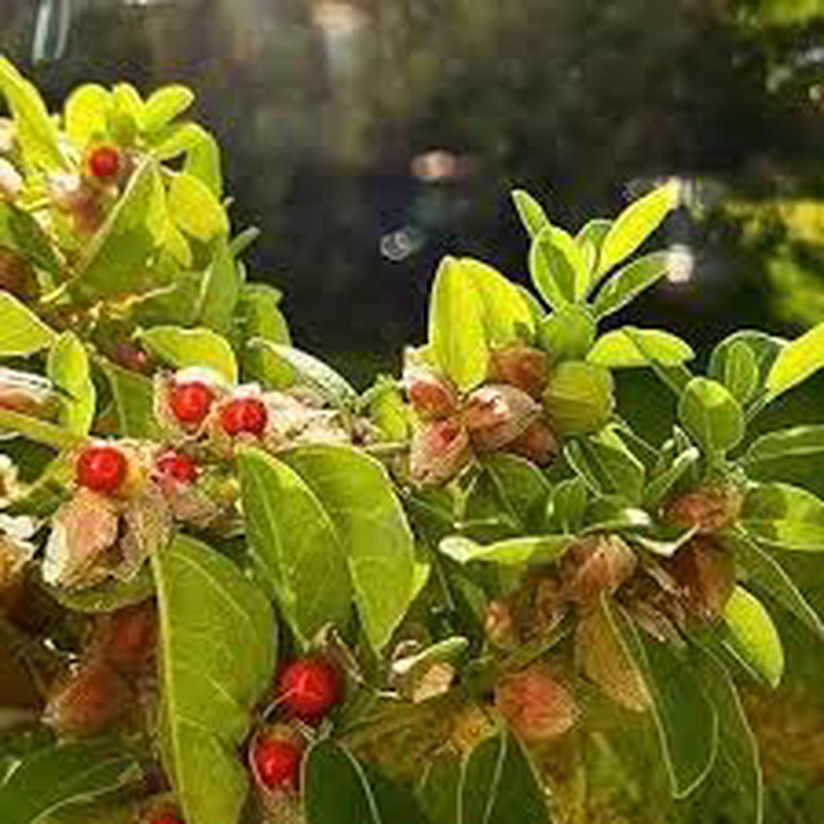 Ashwagandha (Withania somnifera) Seeds for Planting Heirloom, Non-GMO Ayurvedic Herb for Stress Relief & Immune Support