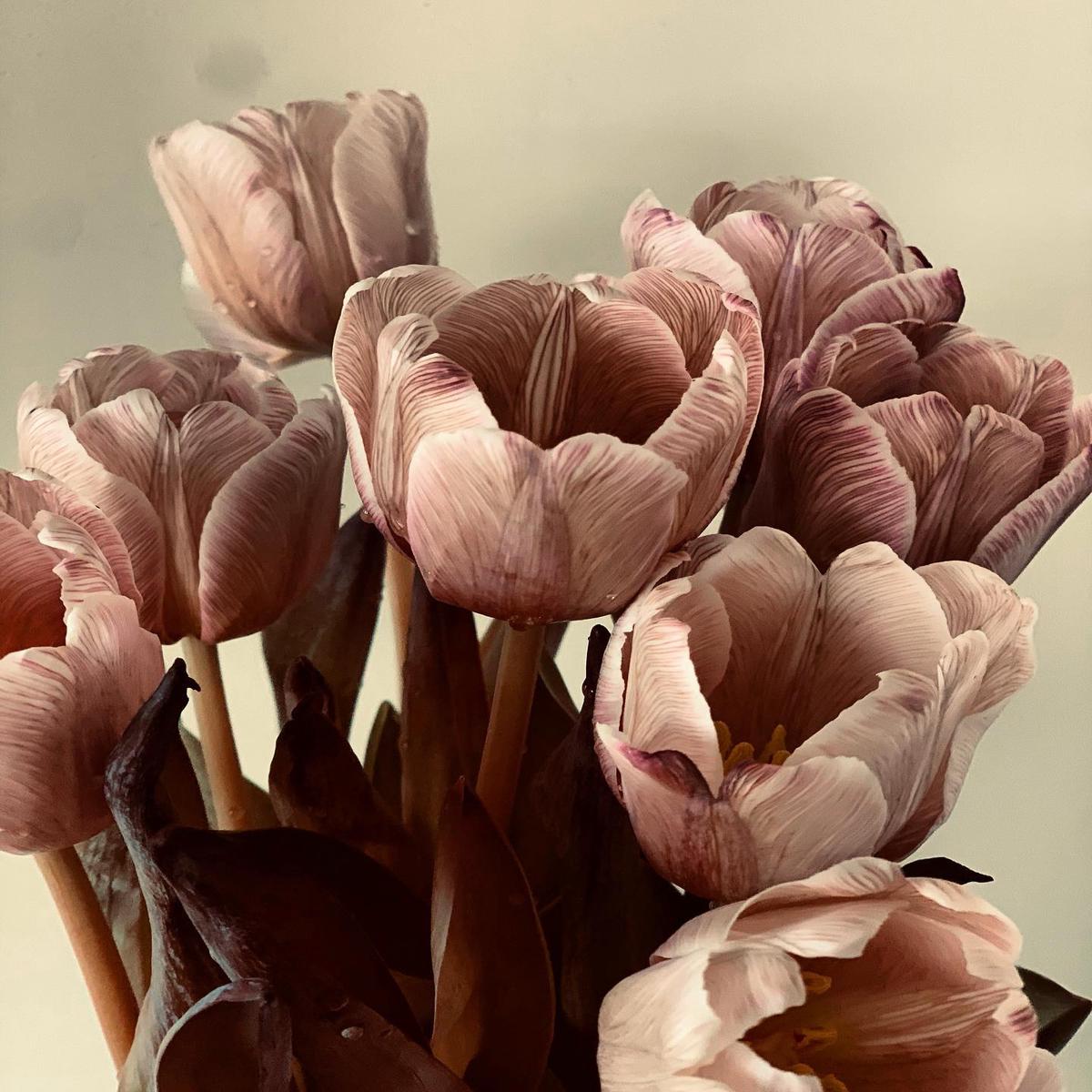 Brown Tulip Flower Seeds for Planting Heirloom, Non-GMO, Drought Tolerant, High Germination