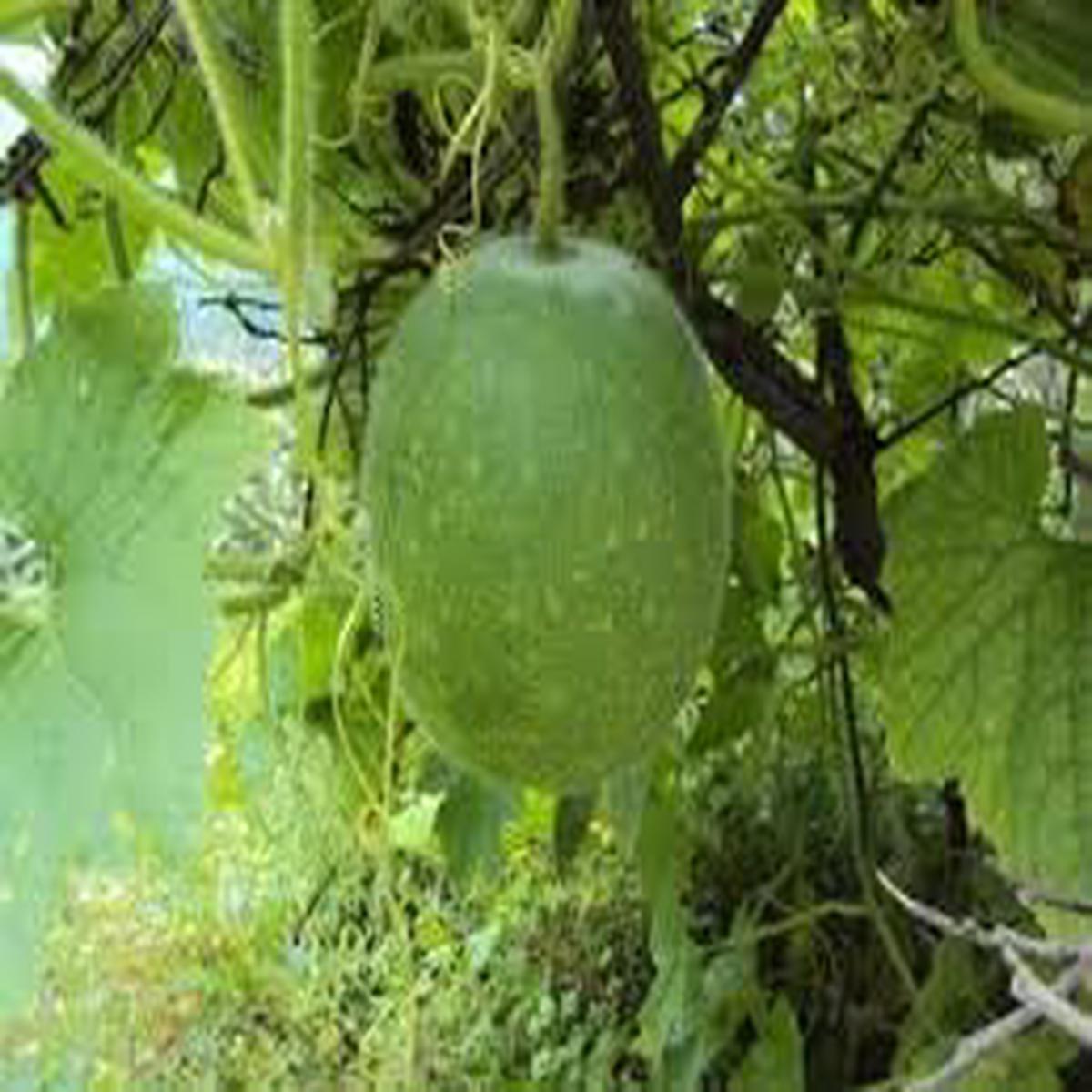 Cannonball Gourd Seeds for Planting  Heirloom, Non-GMO, High Germination Organic Garden Seeds for Crafts & Ornamental Use