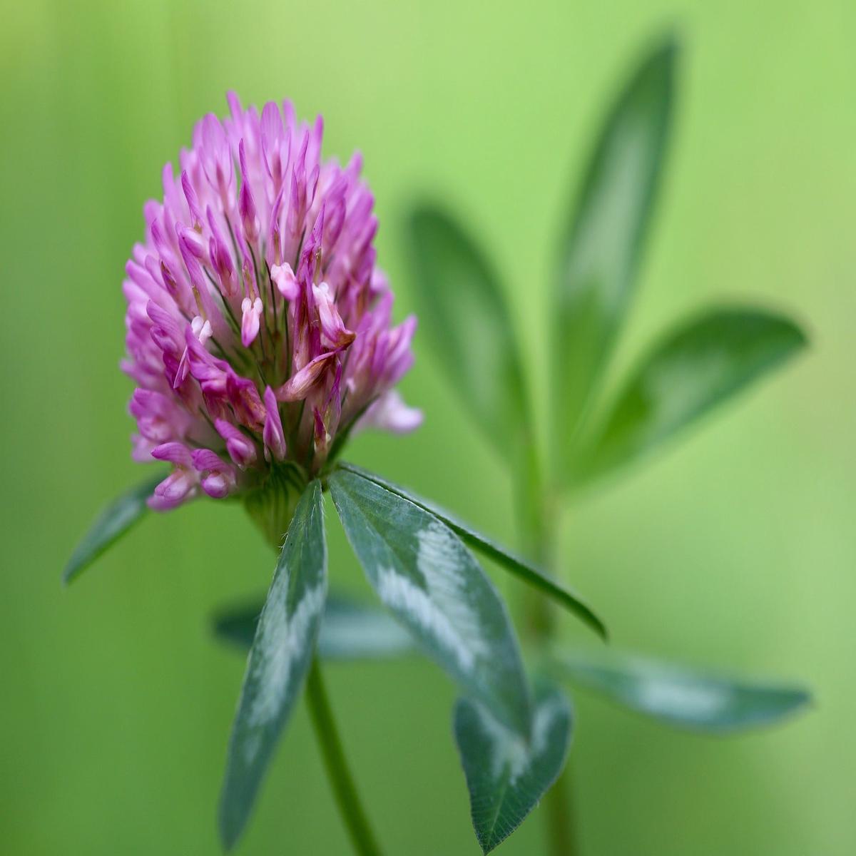 Clover Flower Seeds for Planting Heirloom, Non-GMO, High Germination Cut Flower Favorite