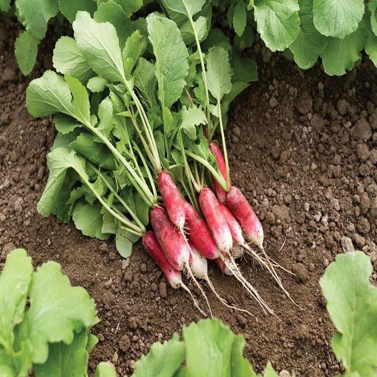 French Breakfast Radish Seeds for Planting Heirloom, Non-GMO Vegetable Seeds