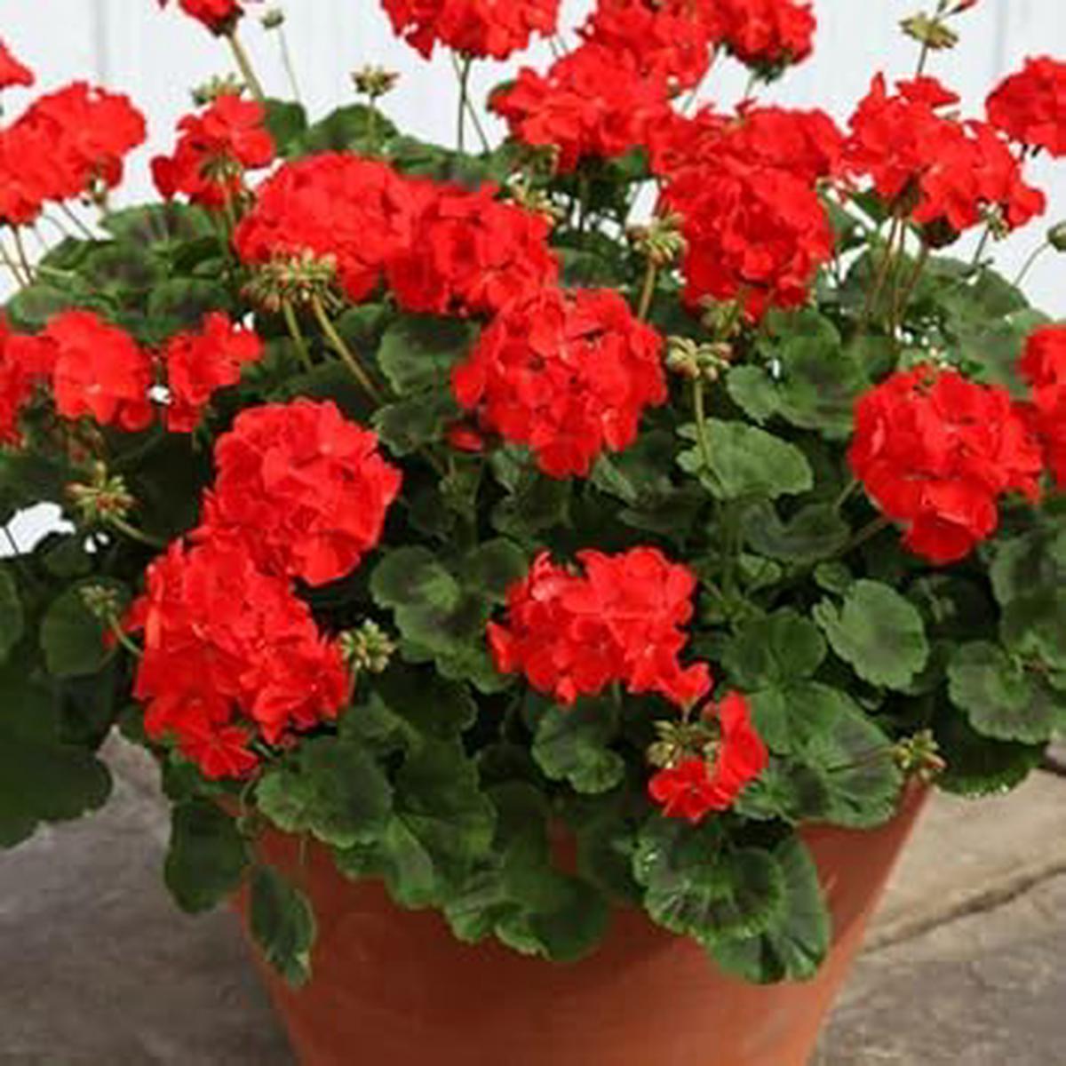 Geranium Flower Seeds for Planting Long Bloom Season, Heirloom, Non-GMO, High Germination