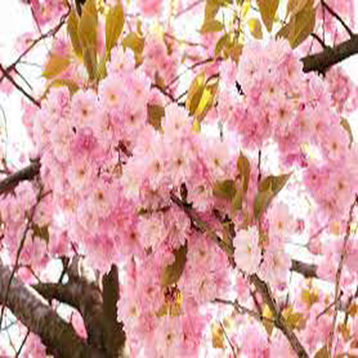 Japanese Cherry flower seeds for planting - Heirloom & Non-GMO Garden seeds