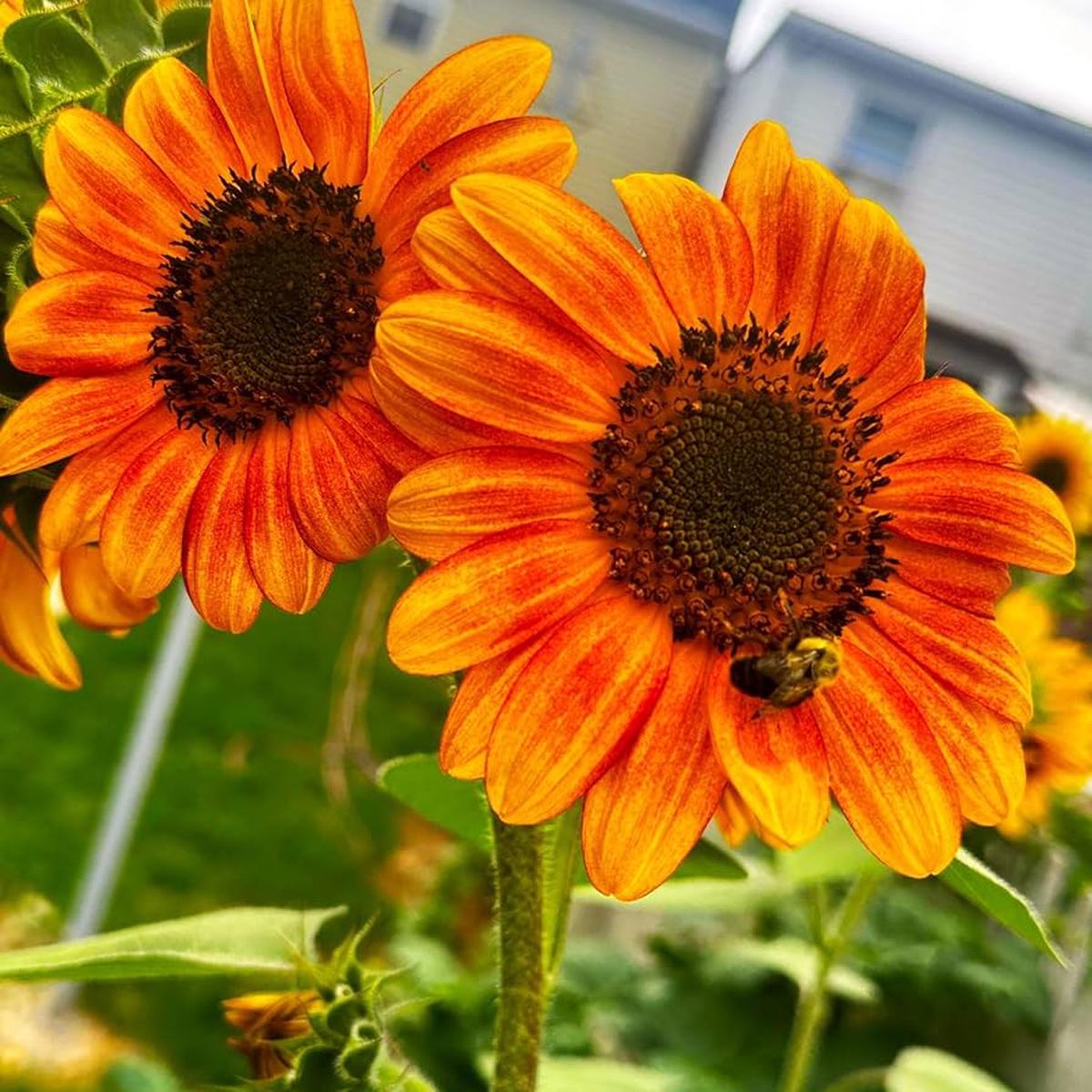 Light Orange Sunflower Seeds for Planting Heirloom, Non-GMO, High Germination Seeds
