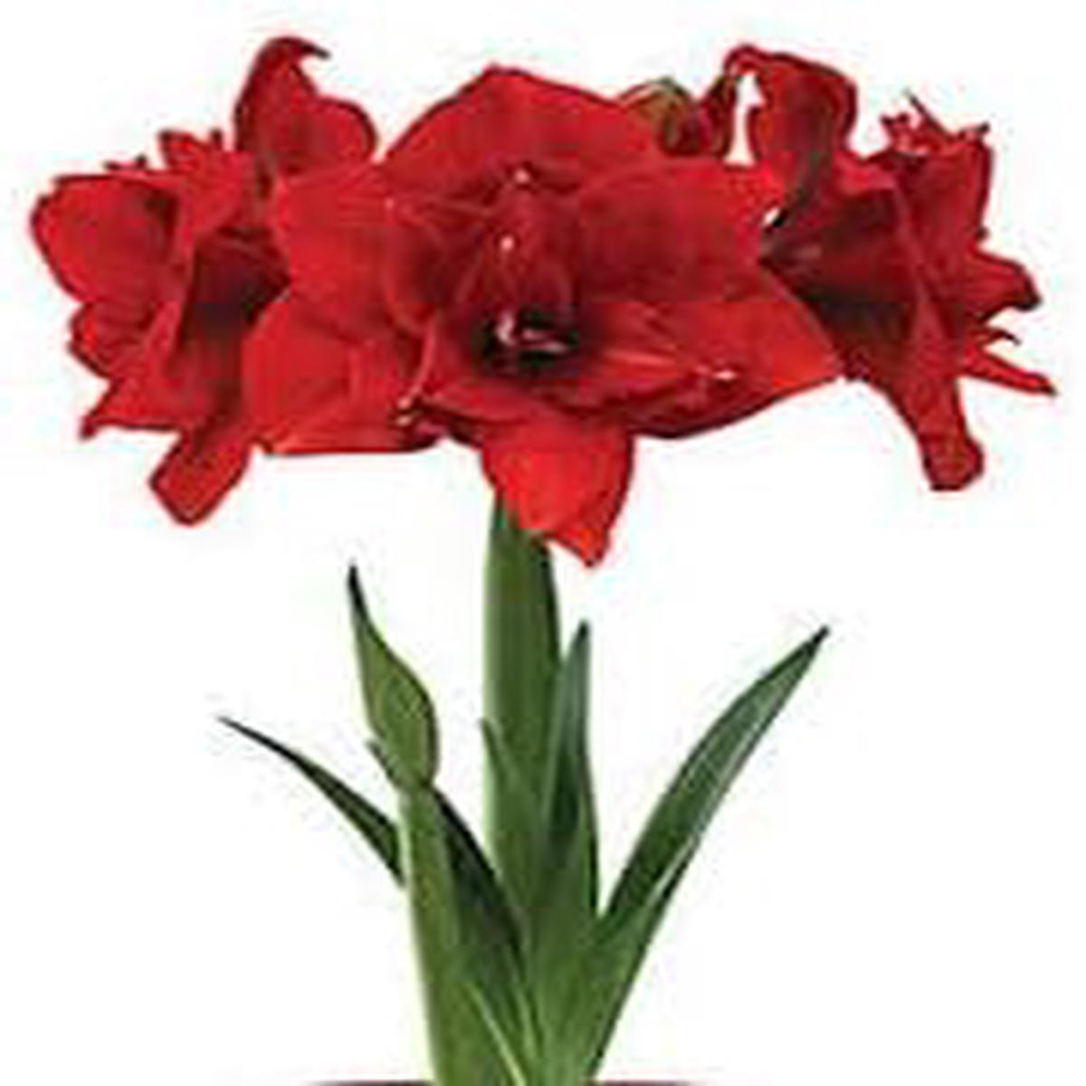 Light Red Phalaenopsis Orchid Seeds for Planting Cut Flower Favorite, Heirloom, Non-GMO, High Germination