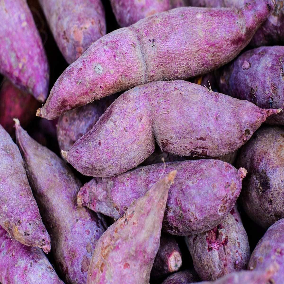 Molokai Purple Sweet Potato Seeds for Planting Heirloom, Non-GMO Root Vegetable Seeds