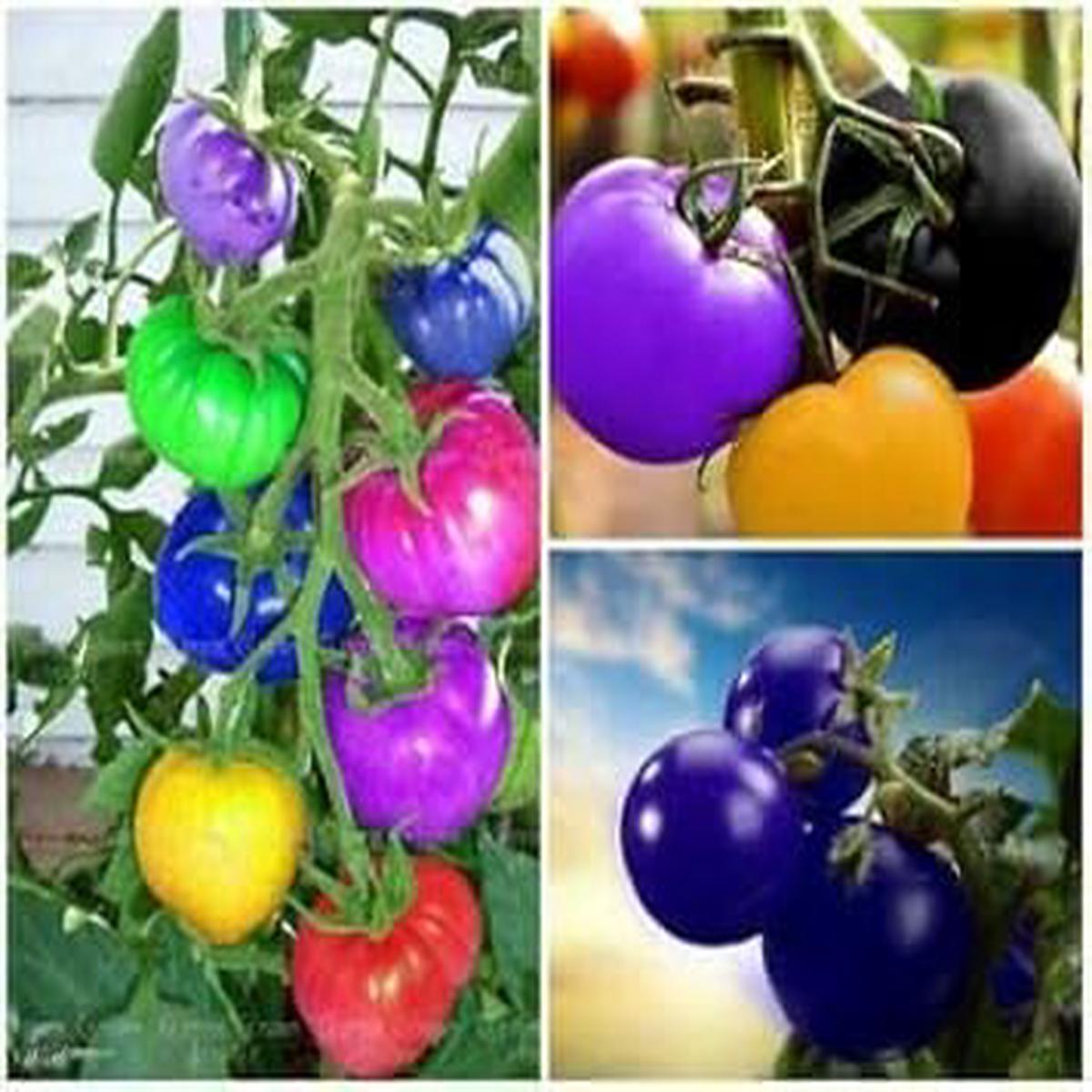 Rainbow Tomato Vegetable Seeds for Planting Heirloom & Non-GMO Garden Seeds for Colorful Harvests