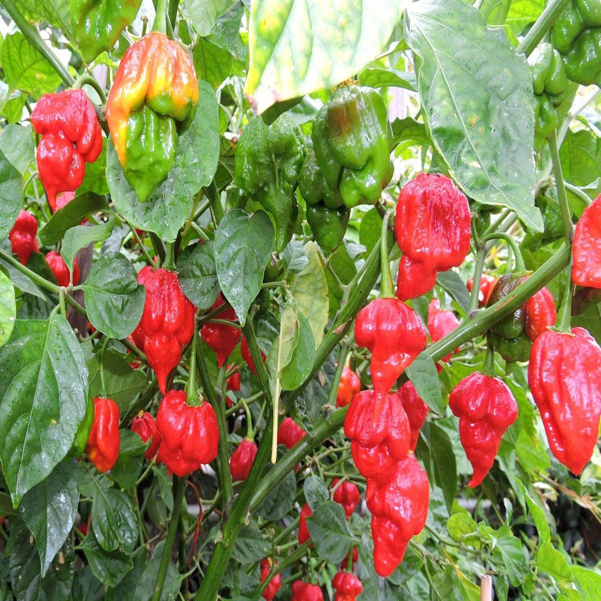 Scorpion Pepper Seeds for Planting Heirloom, Non-GMO, Super Hot Chili Vegetable High Germination