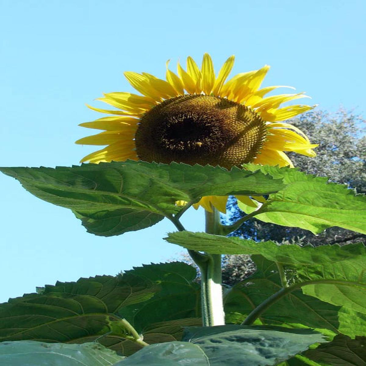 Sunzilla SunFlower Seeds for Planting Heirloom, Non-GMO, High Germination Garden Favorite