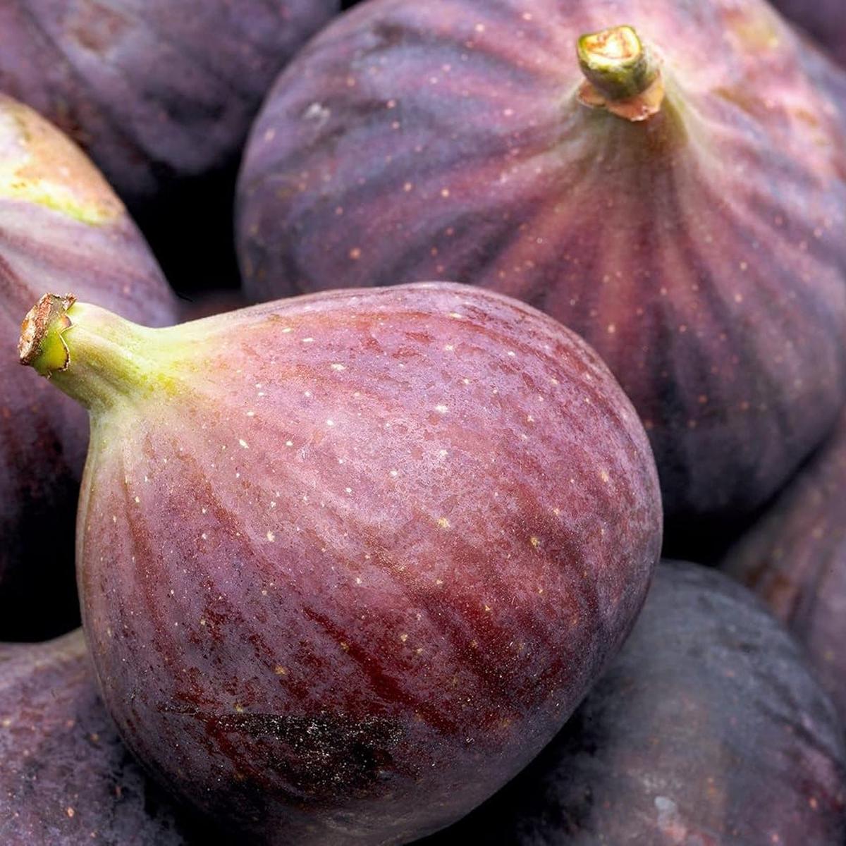 Sweet King Fig fruit seeds for planting - Heirloom & Non-GMO Garden seeds, delicious healthy fig trees