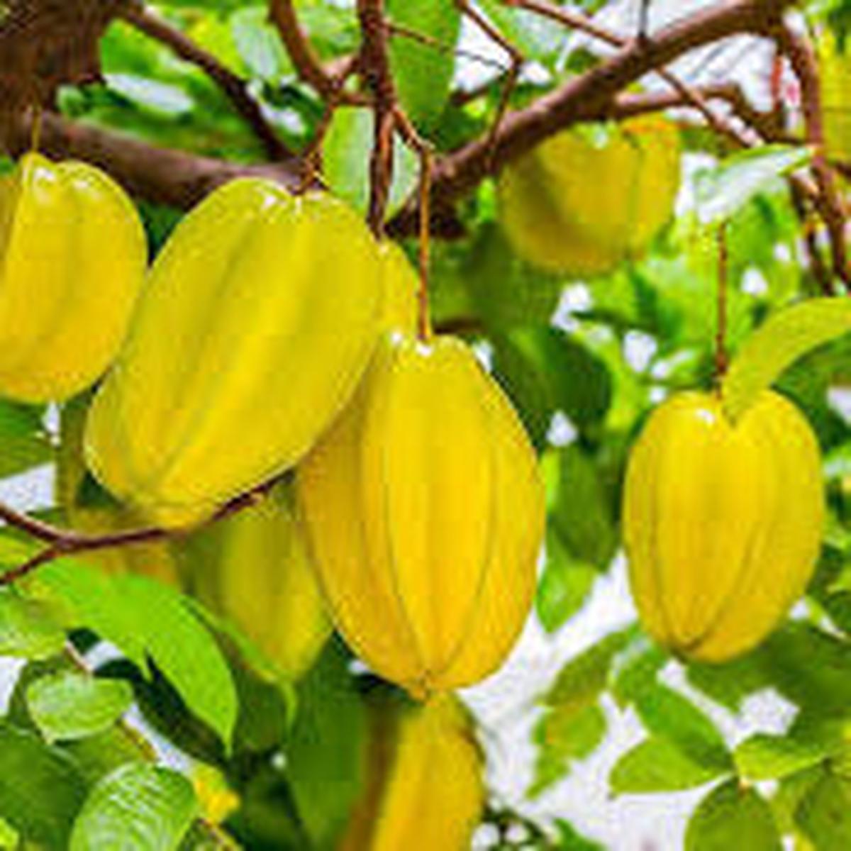 Thai Starfruit fruit seeds for planting - Heirloom & Non-GMO Garden seeds, tangy exotic fruits for backyard orchards