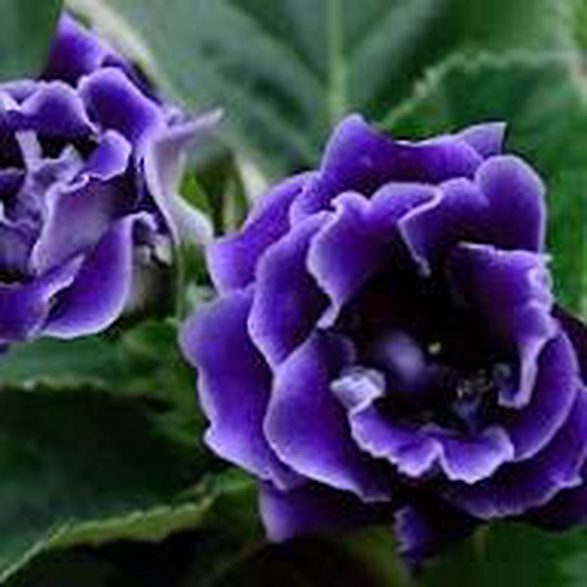 Thick Blue Gloxinia Flower Seeds for Planting | Compact Growth Heirloom Non-GMO Organic Garden Seeds