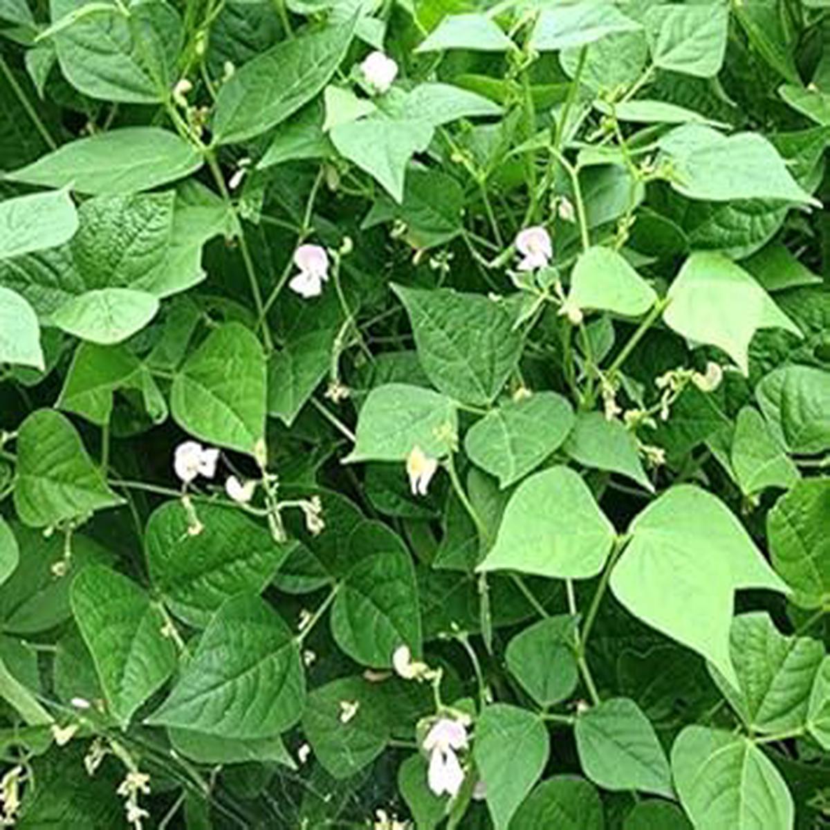 White Tepary Bean Vegetable Seeds for Planting  Heirloom & Non-GMO Garden Seeds