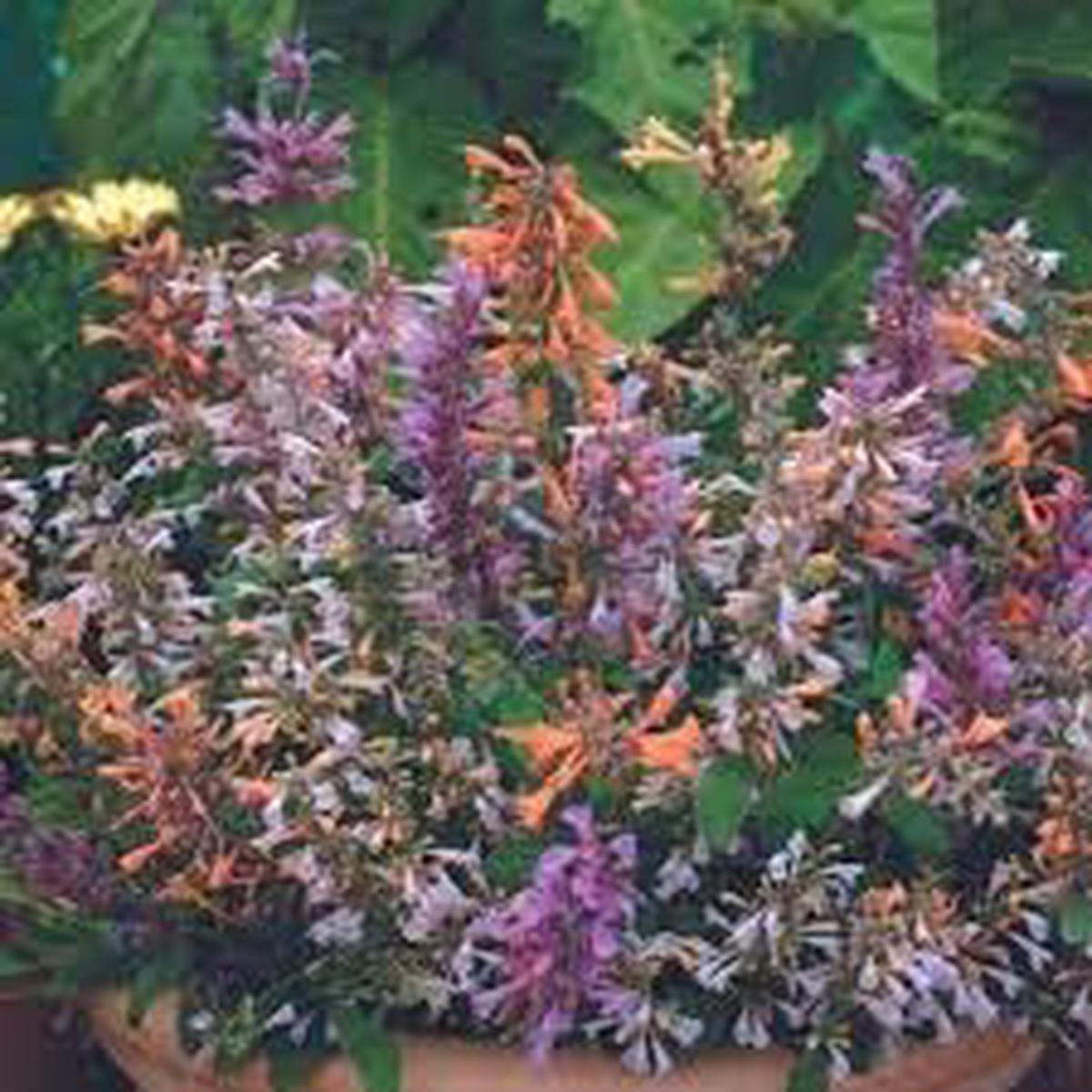 Agastache Flower Seeds for Planting  Heirloom, Non-GMO, Compact Growth, High Germination Organic Garden Seeds