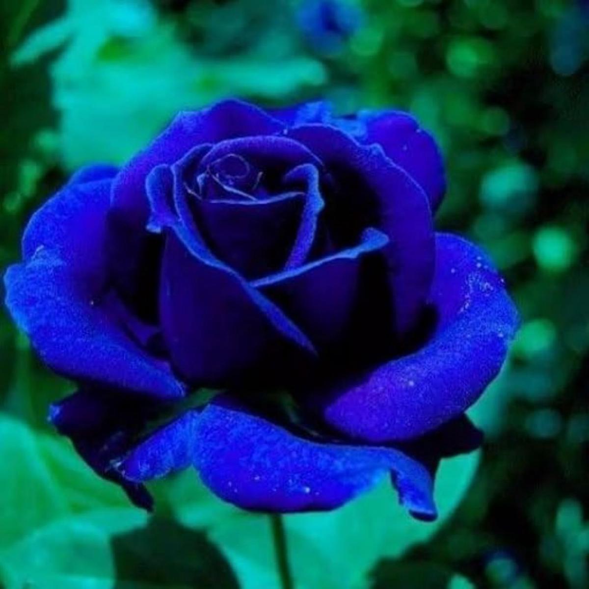 Blue Rose Flower Seeds for Planting Heirloom, Non-GMO, High Germination Premium Garden Seeds