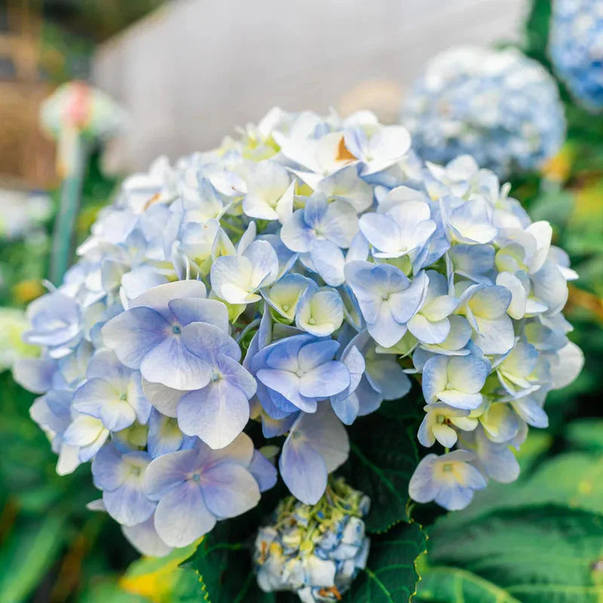 Blue White Hydrangea Flower Seeds for Planting Shade-Tolerant, Heirloom & Non-GMO, High Germination