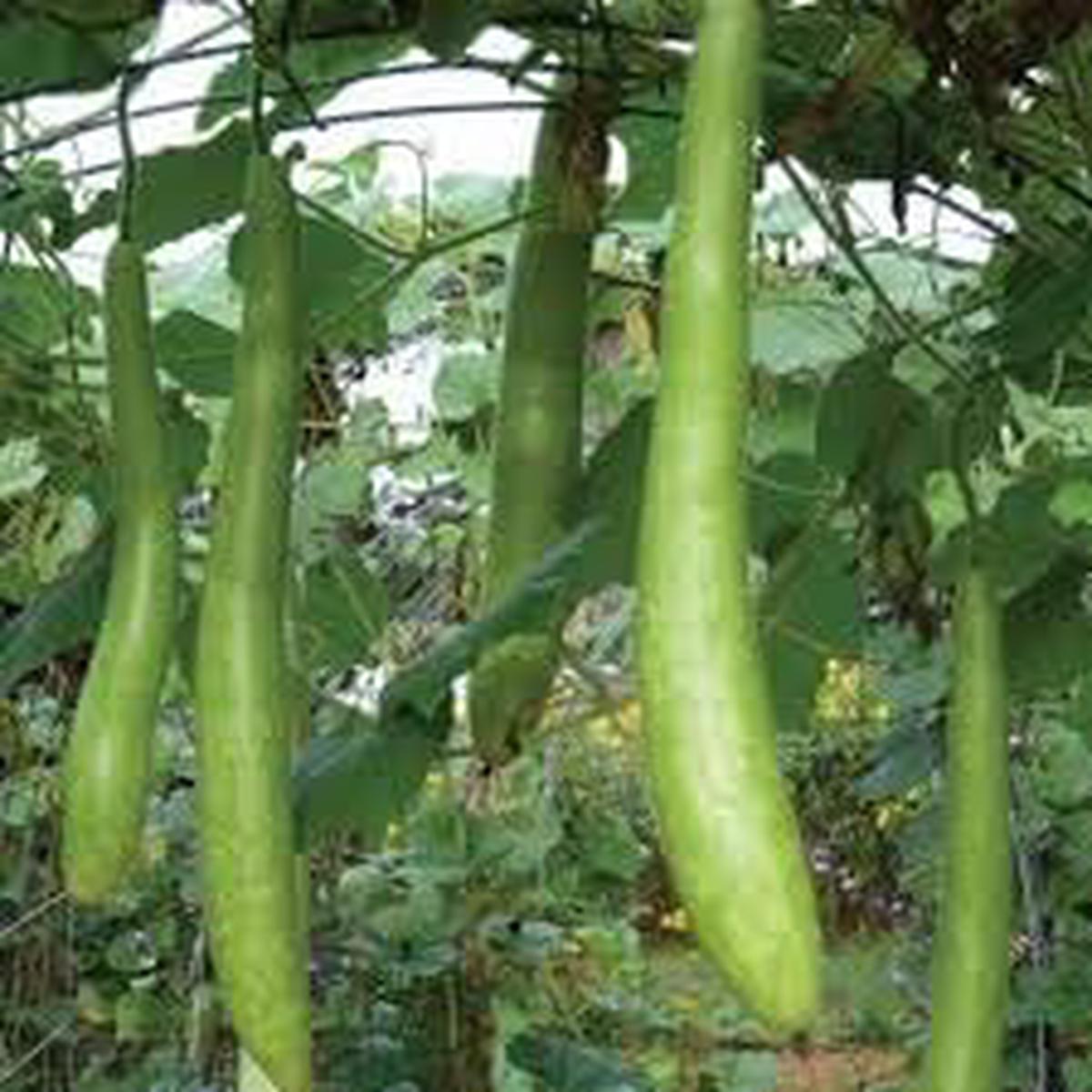 Cucuzzi Vegetable Seeds for Planting Heirloom Non-GMO, High Germination Organic Garden Seeds