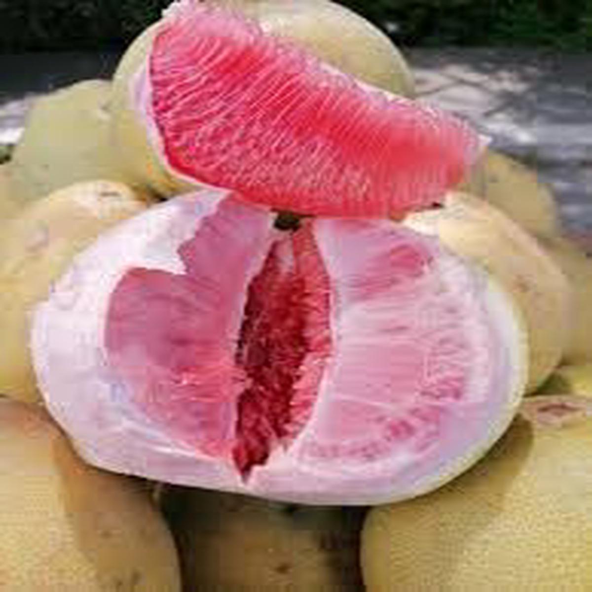 Davao Pomelo fruit seeds for planting Heirloom & Non-GMO citrus garden seeds