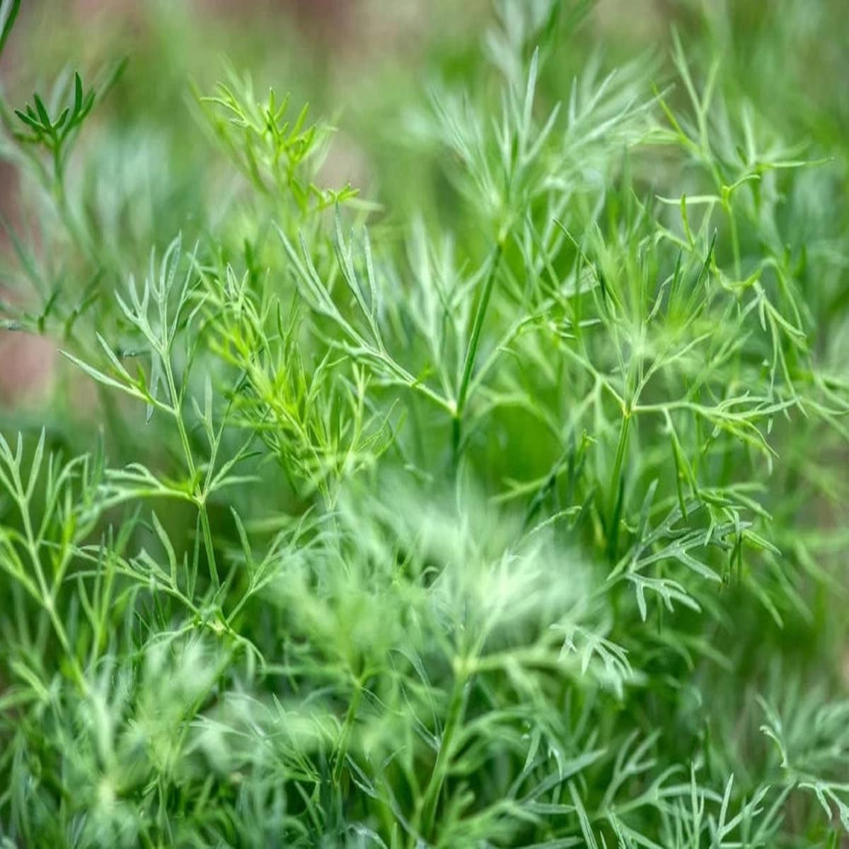 Green Anethum Graveolens Dill Elephant Herb Seeds for Planting Heirloom, Non-GMO, Organic Garden Seeds with High Germination