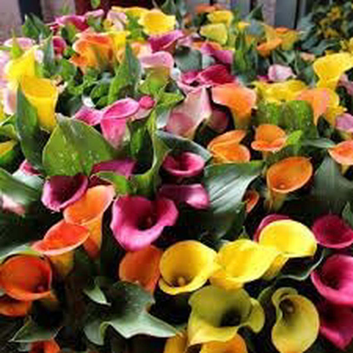 Mixed Calla Lily Flower Seeds Non-GMO, Premium Garden Bulb Seeds for Planting