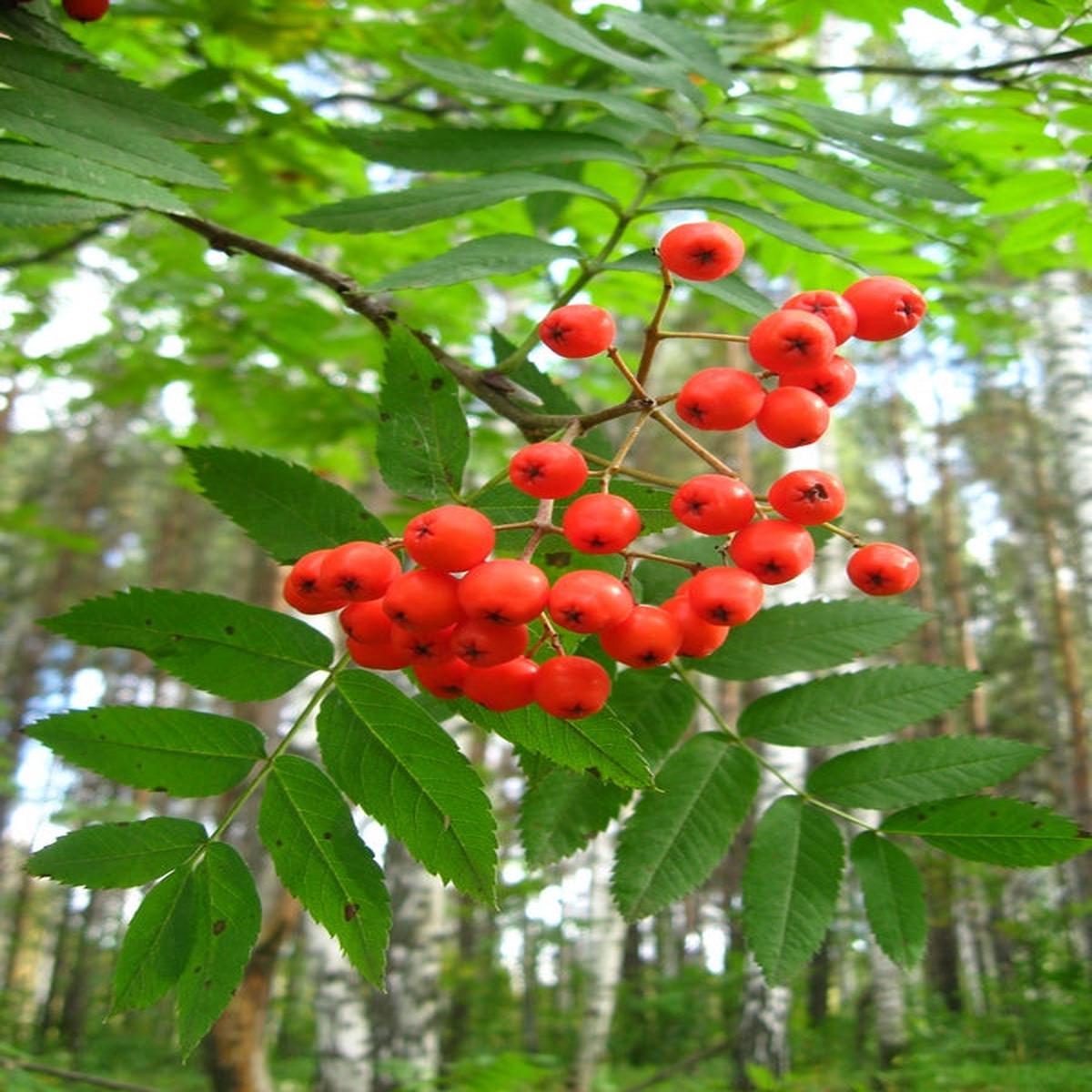 Red Sorbus Sibirica fruit seeds for planting  Heirloom & Non-GMO garden seeds for ornamental berry landscapes