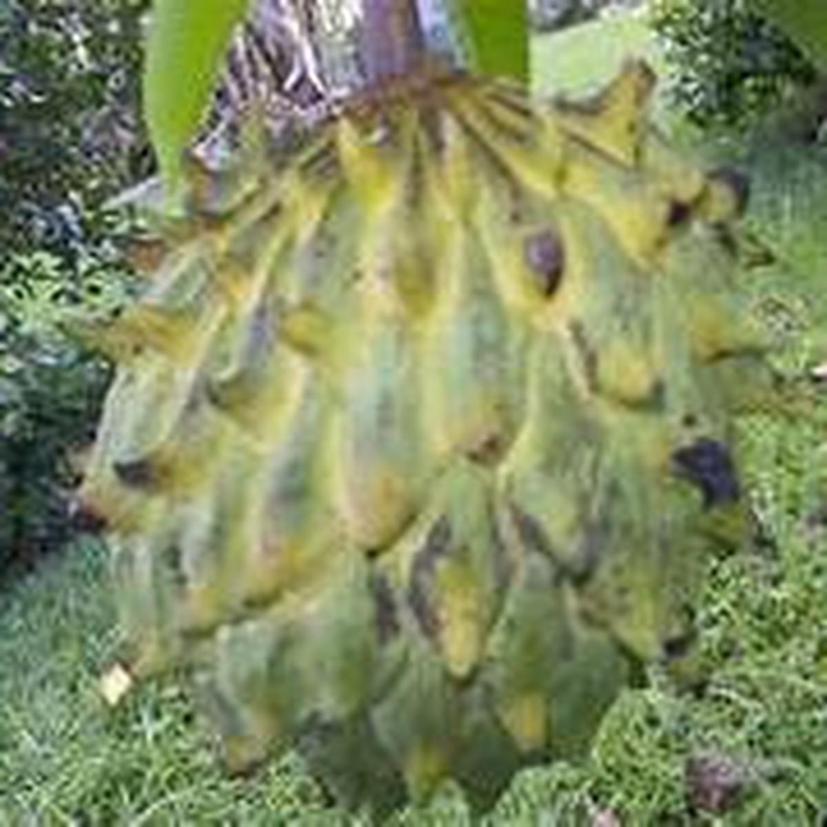 Rollinia Deliciosa fruit seeds for planting Heirloom & Non-GMO garden seeds, soft sweet exotic tree variety