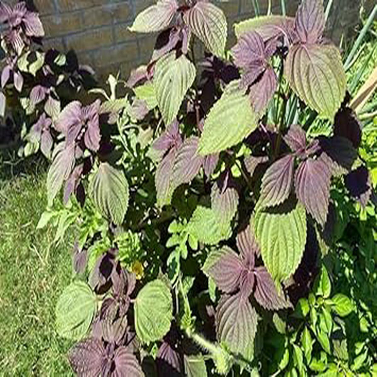 Shiso Leaf Vegetable Seeds for Planting Heirloom, Non-GMO, High Germination Organic Garden Seeds