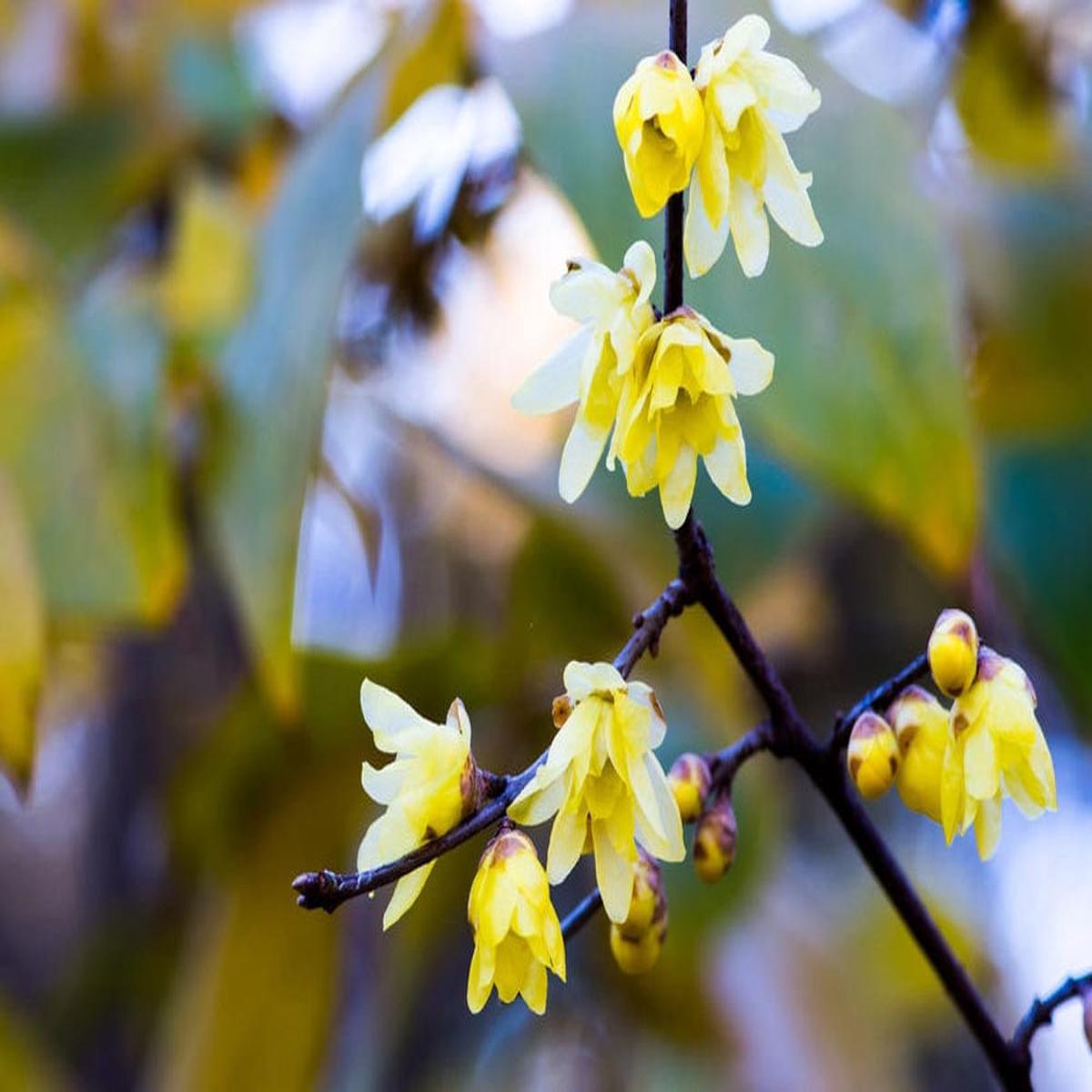 Wintersweet Flower Seeds for Planting Heirloom Non-GMO Seeds for Home Garden, High Germination