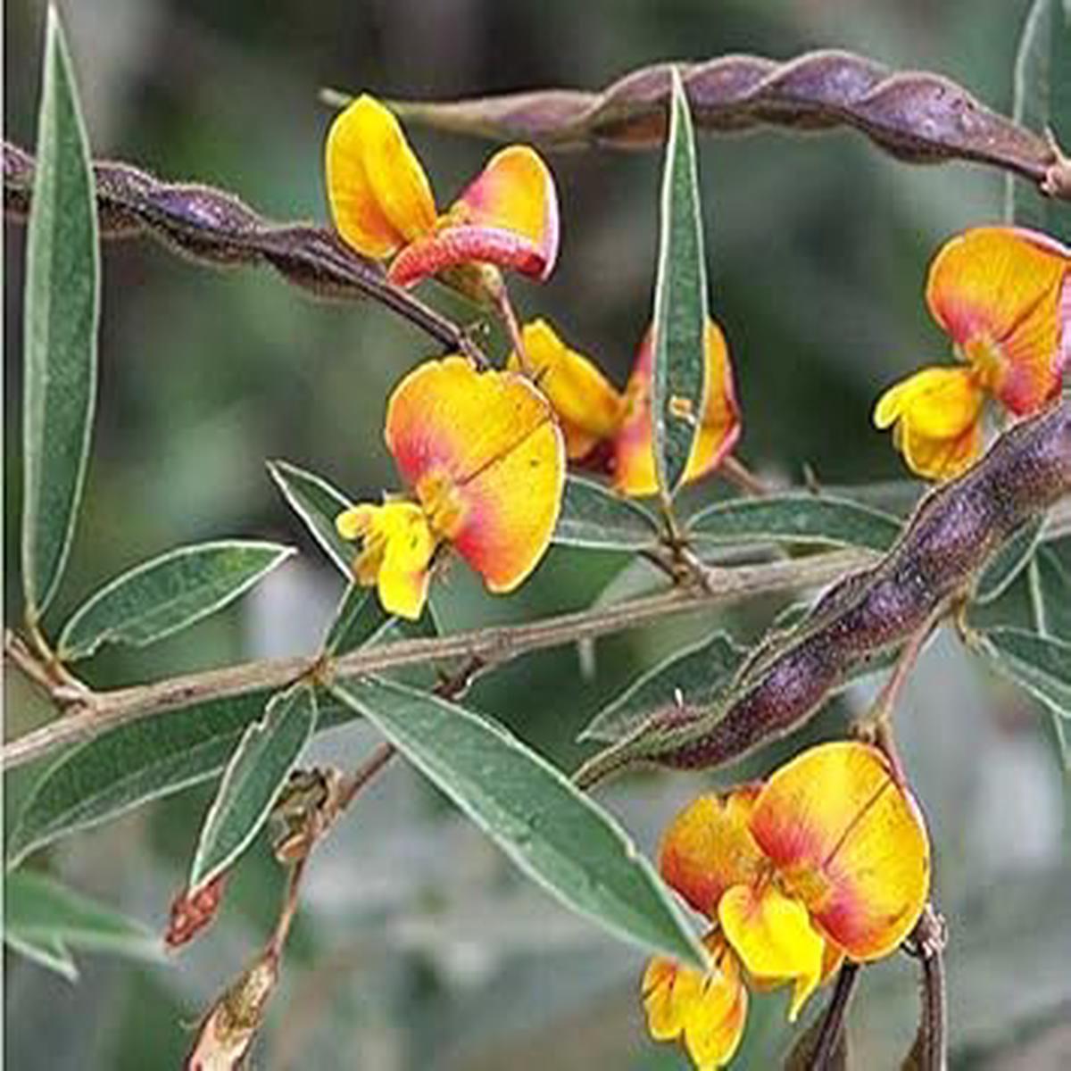 Yellow Cajanus Cajan Seeds for Planting  Heirloom, Non-GMO, High Germination, Organic Garden Seeds, Drought-Tolerant