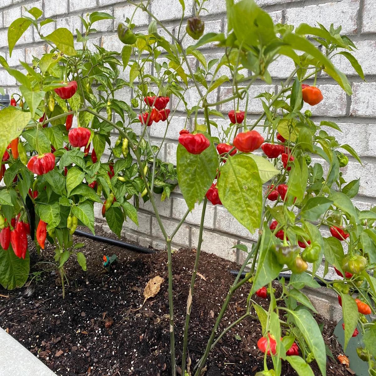 Aji Brazilian Starfish Pepper Seeds for Planting  Heirloom, Non-GMO, Unique Shaped Peppers  High Germination