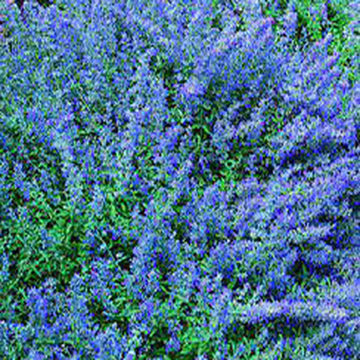 Blue Catmint Herb Seeds for Planting  Heirloom, Non-GMO, Organic Garden Seeds with High Germination