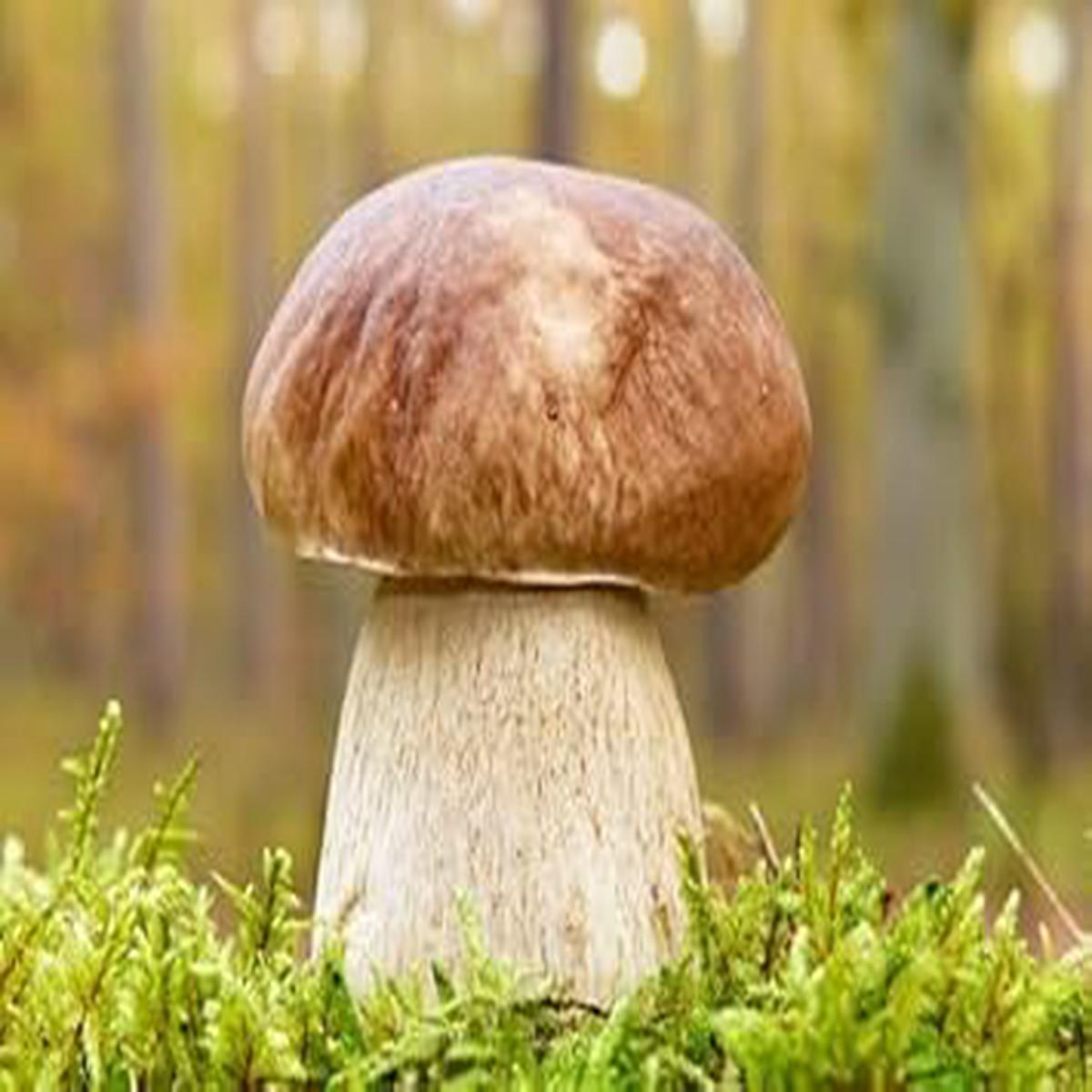 Bolete Mushroom Vegetable Seeds for Planting Heirloom, Non-GMO, High Germination Organic Garden Seeds