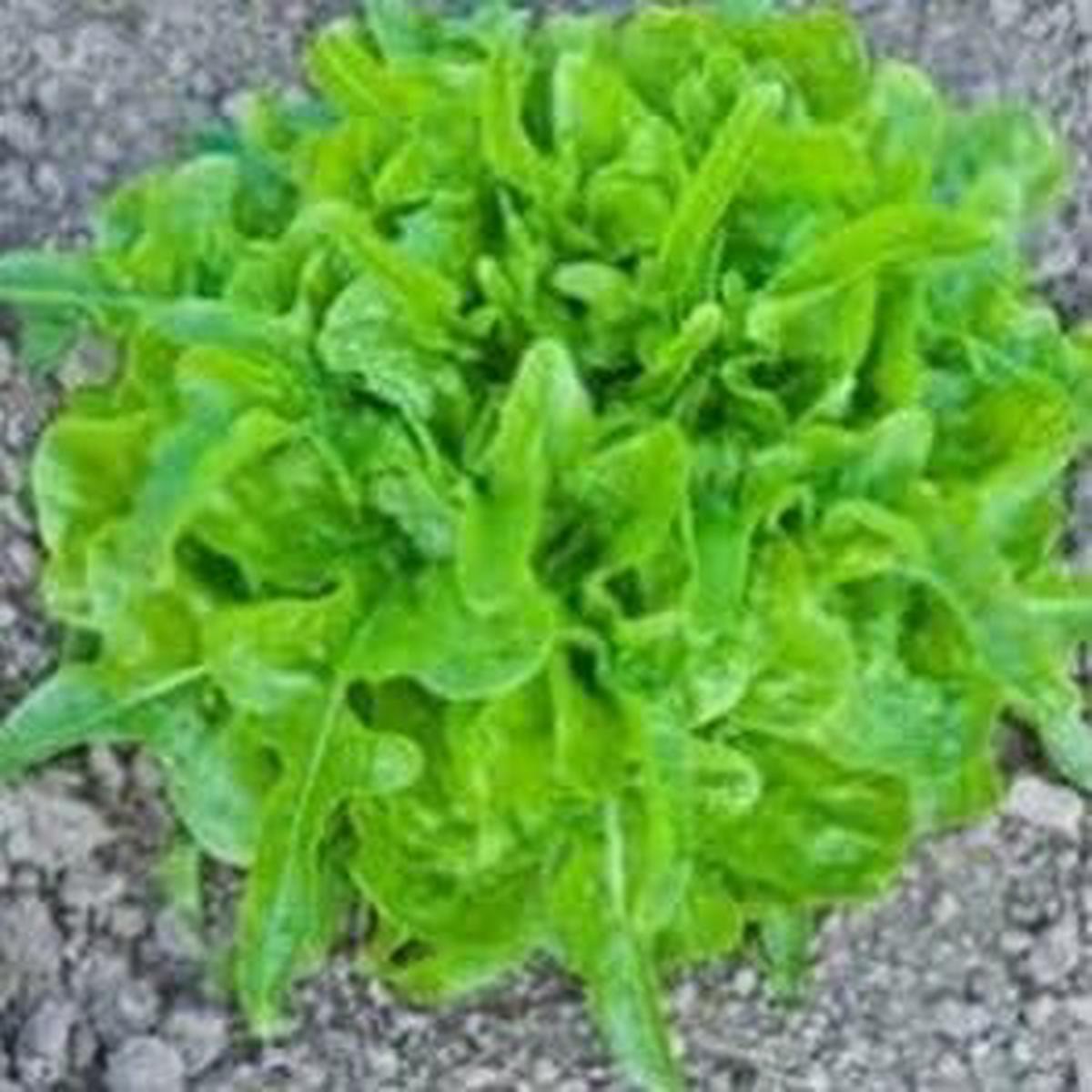 Borecole Vegetable Seeds for Planting Heirloom Non-GMO Cold-Hardy Greens for Organic Gardens