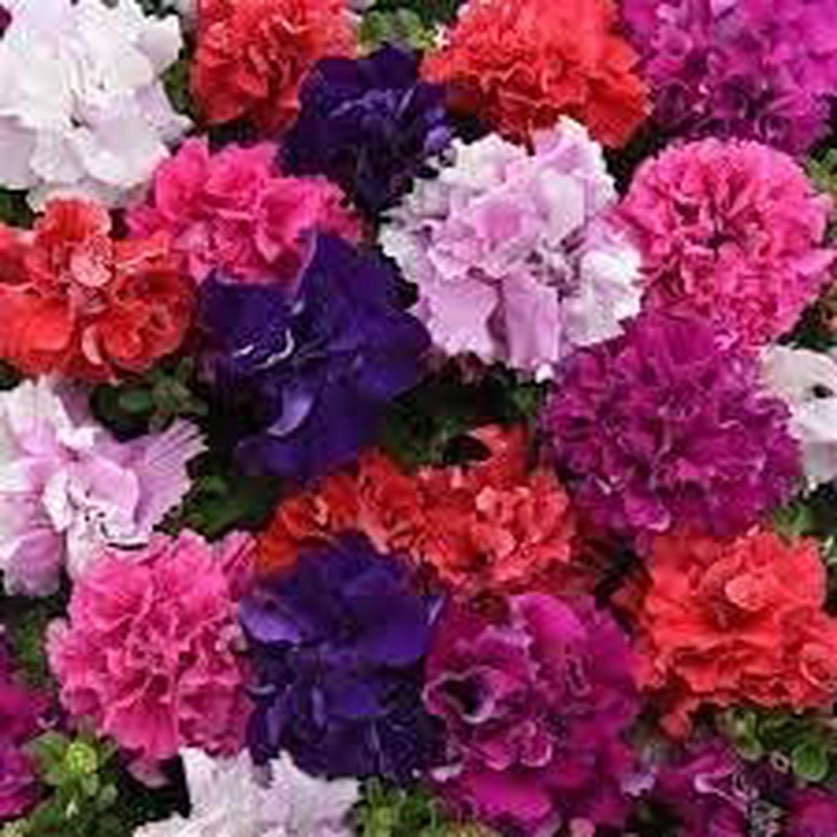 Cascade Flower Seeds for Planting Heirloom, Non-GMO Compact Growth, High Germination Seeds