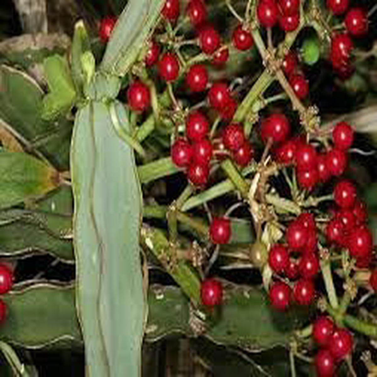 Cissus fruit seeds for planting  Heirloom & Non-GMO hardy tropical garden seeds