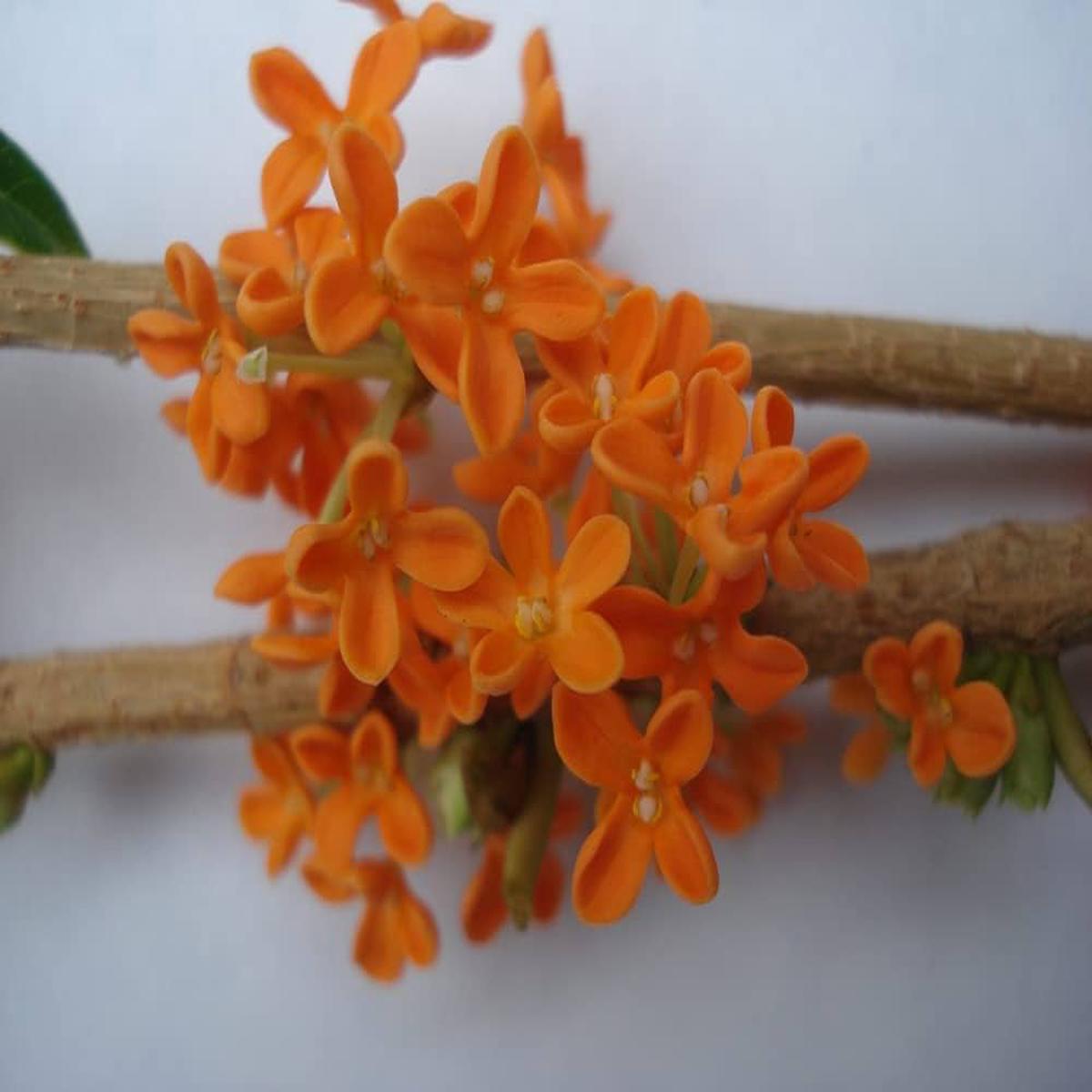 Orange Osmanthus Flower Seeds for Planting Heirloom, Non-GMO, Low Maintenance, High Germination