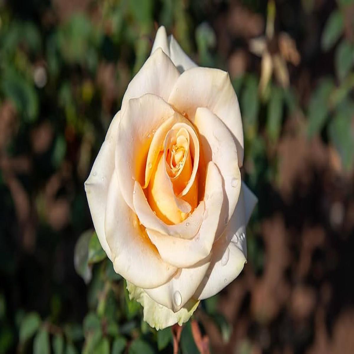 Orange White Rose Flower Seeds 100 pcs Heirloom, Non-GMO, High Germination Organic Garden Seeds for Planting Roses