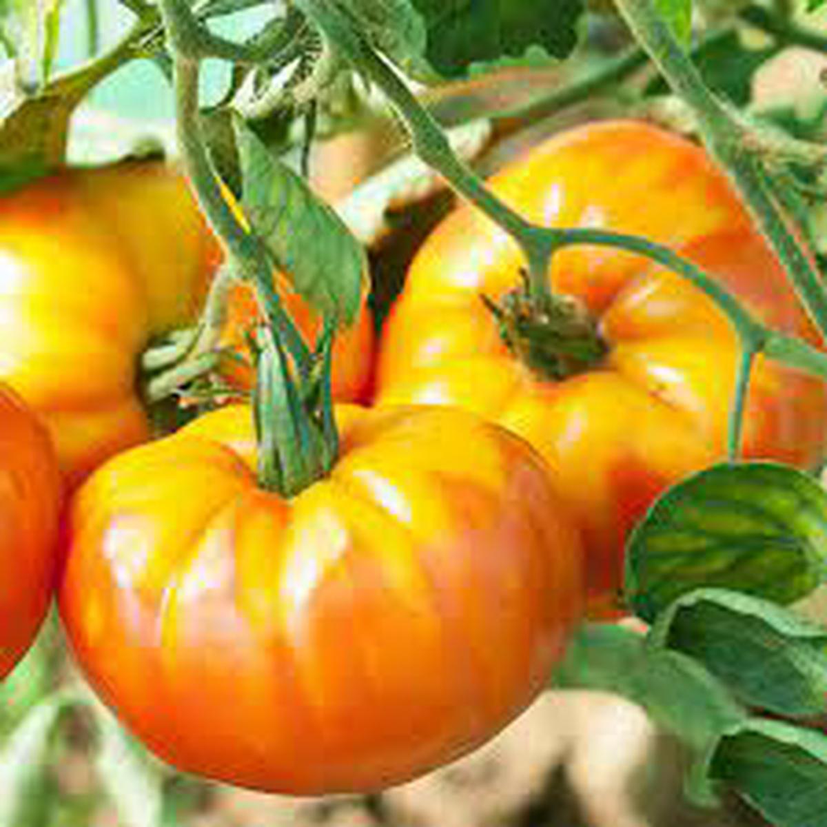 Pineapple Tomato Seeds for Planting Heirloom, Non-GMO, High Germination